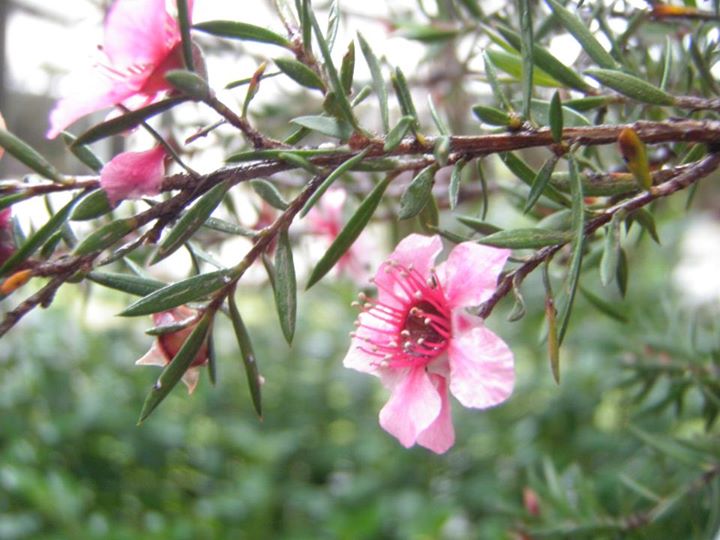 Indigenous Landowners Will Now Get a Slice of the Manuka Honey Pie