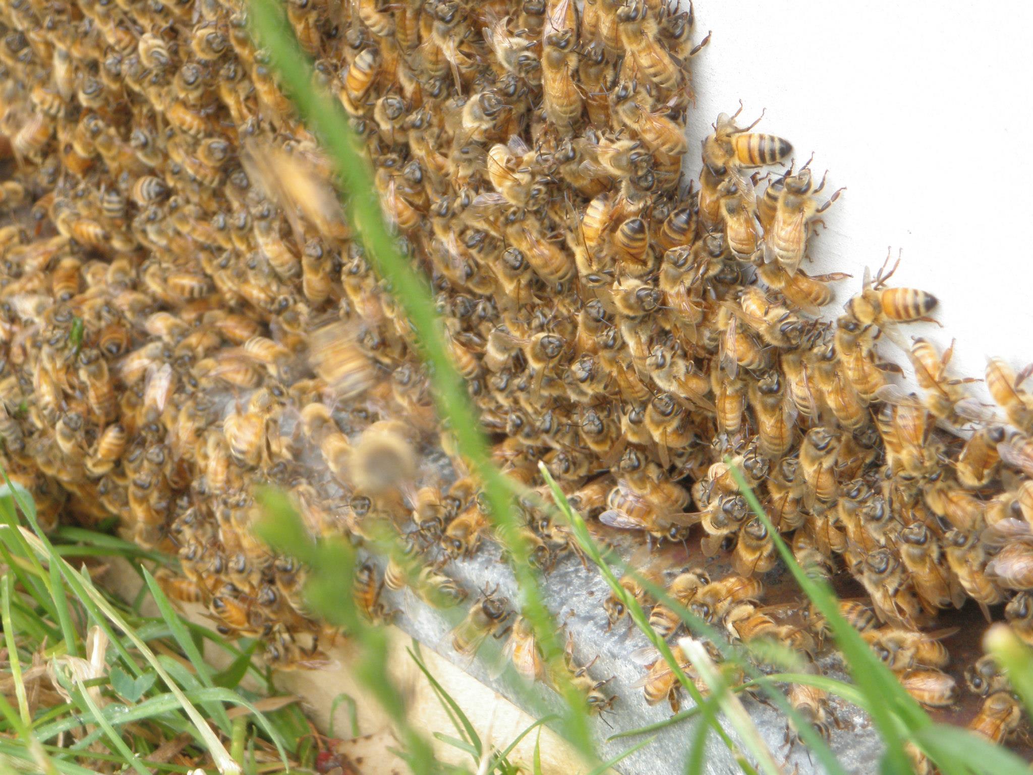 Massive 7.5-foot-tall beehive found in Long Island Home