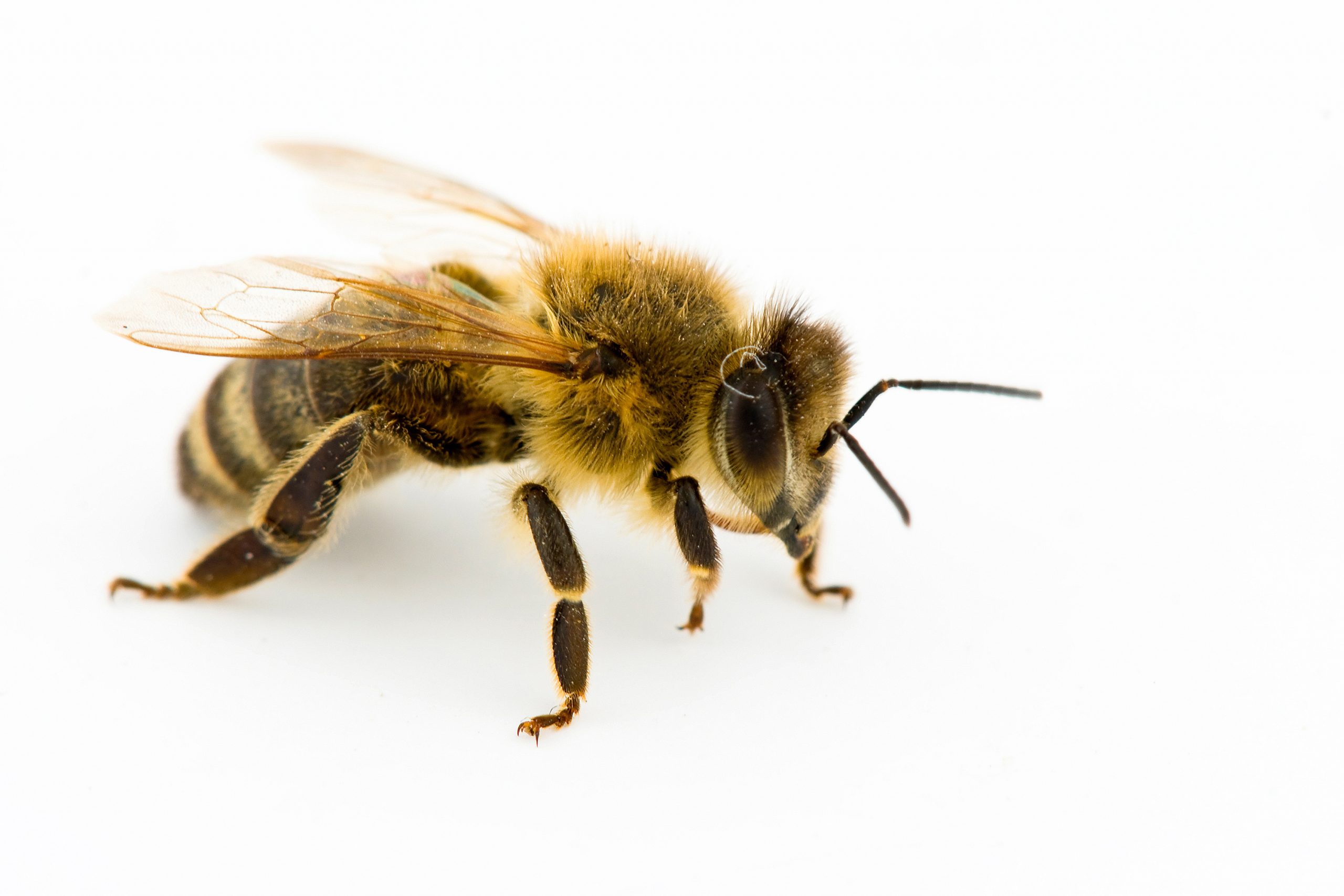 Are Honeybees Evolving to Fight Back Against Colony Collapse Disorder?
