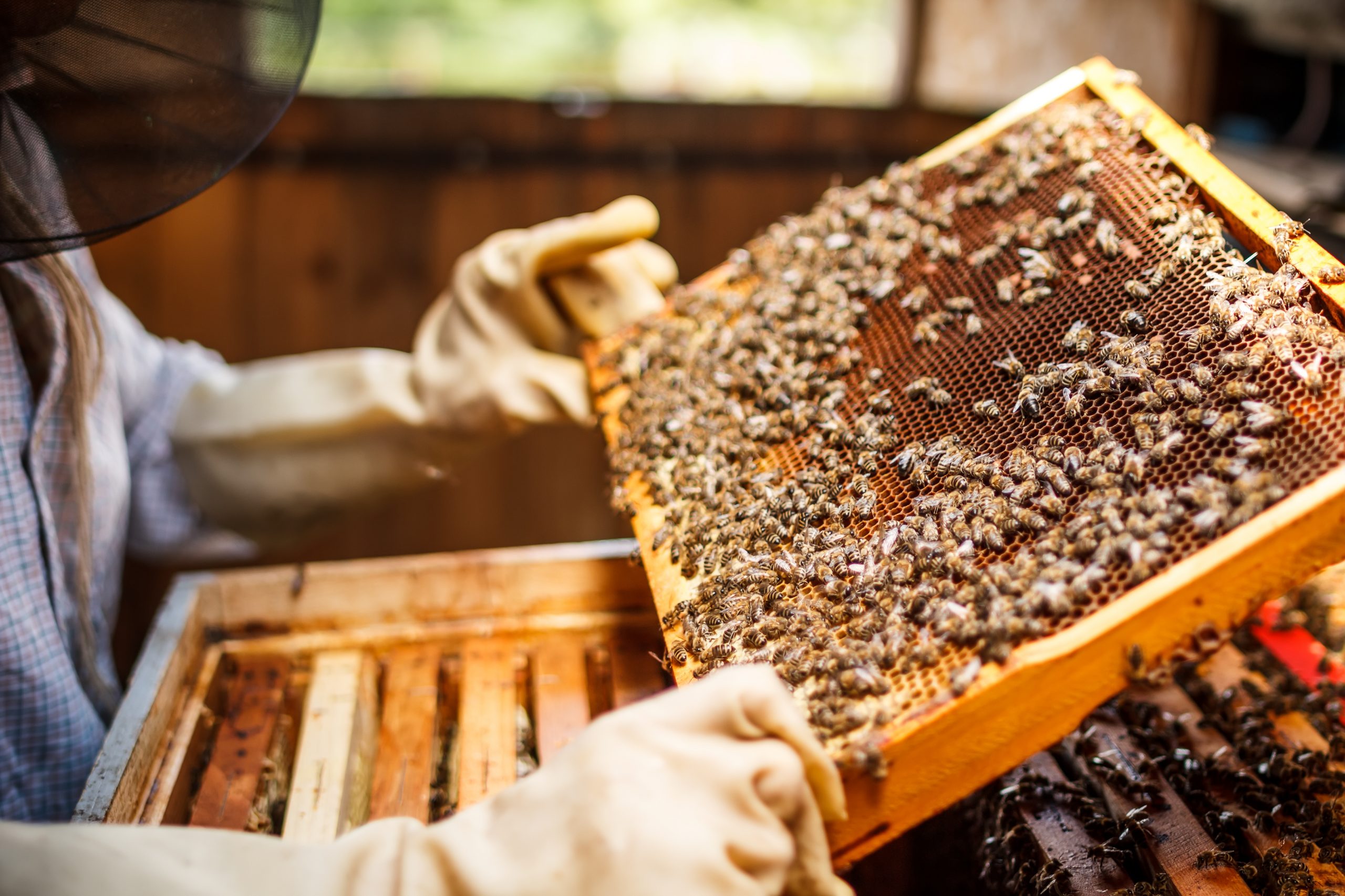 Honey Harvest Shows More Interest in Beekeeping in United States