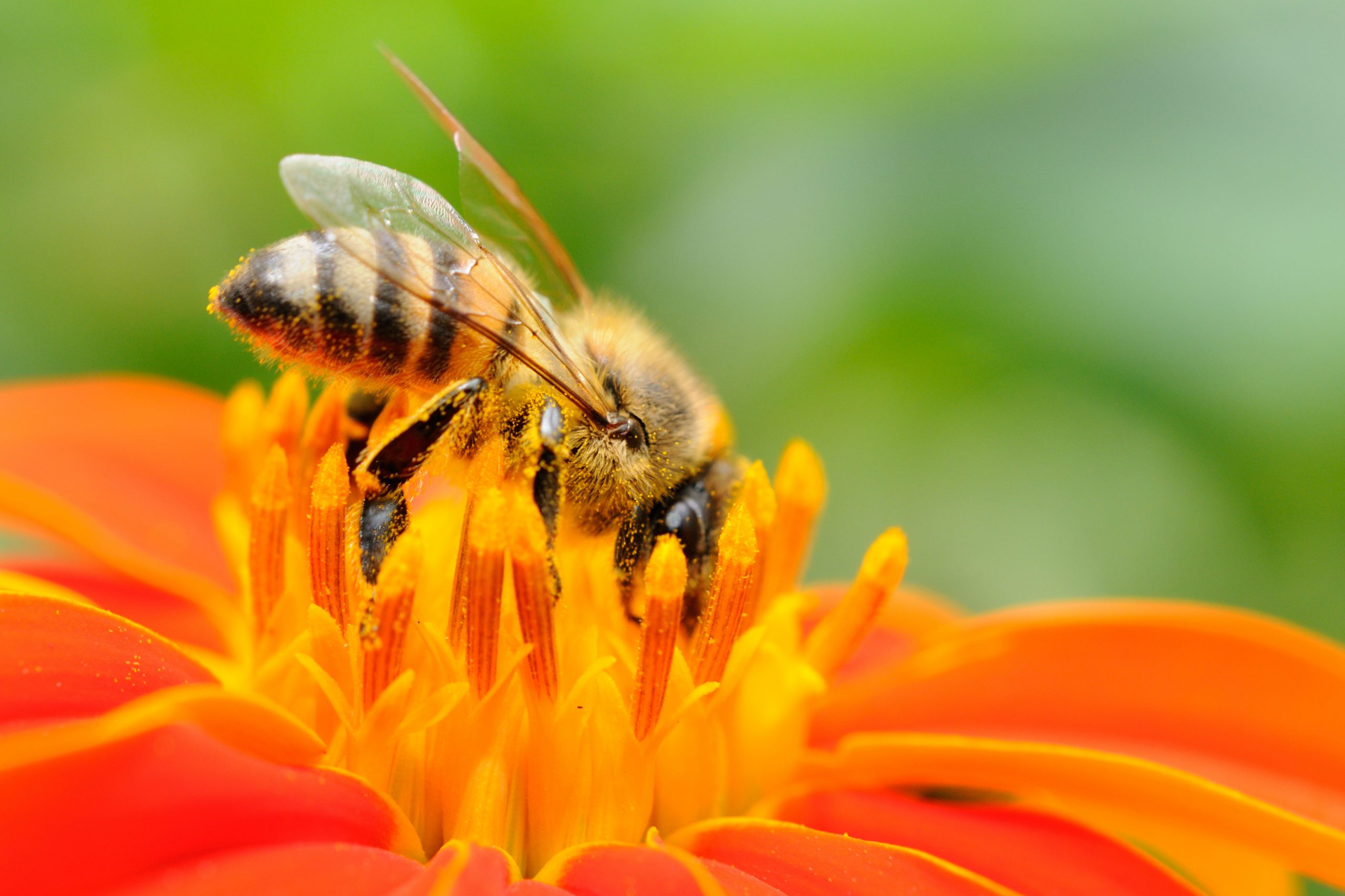 Conservation Funding Means Safer Food for Honeybees