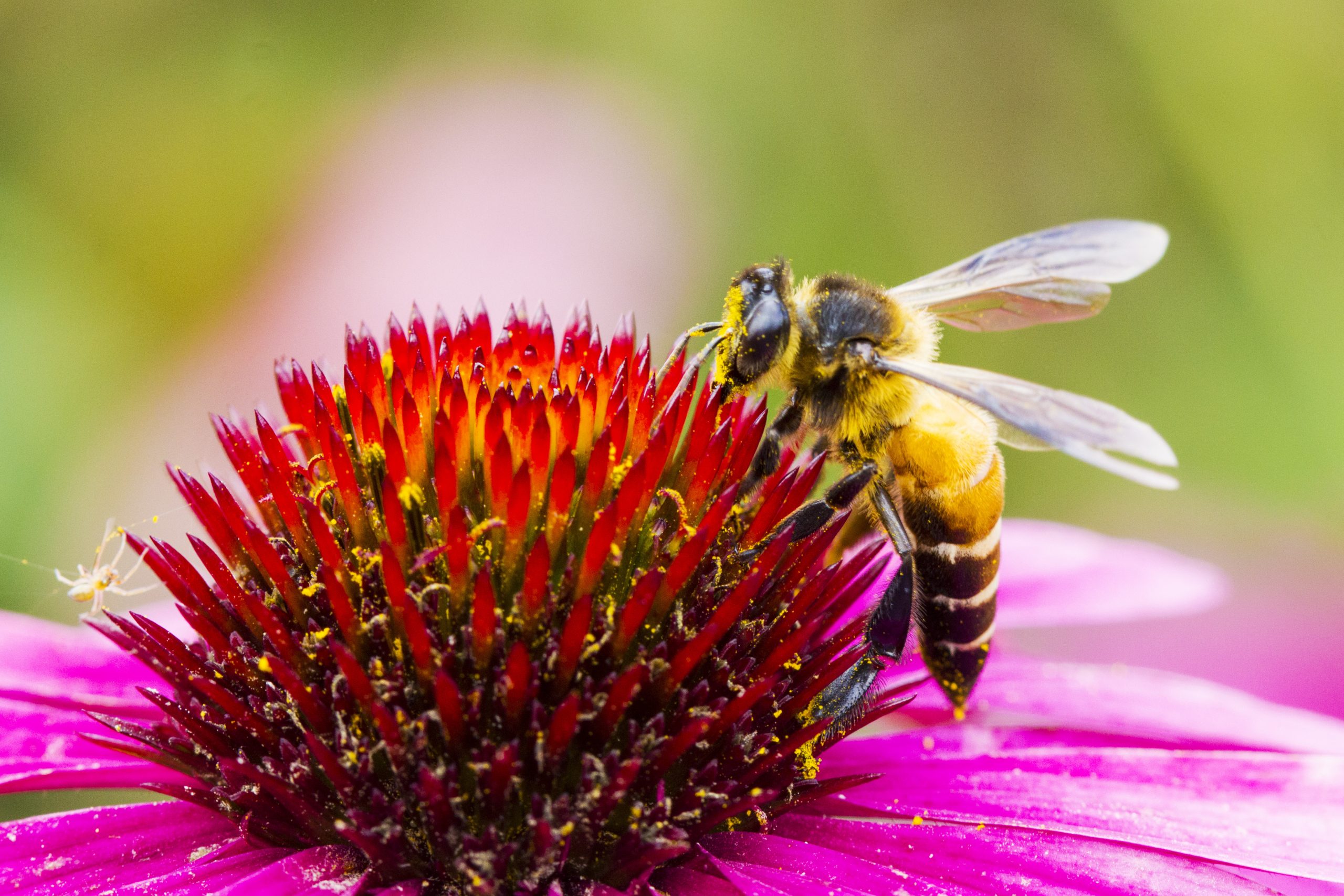 What is National Honey Bee Day?