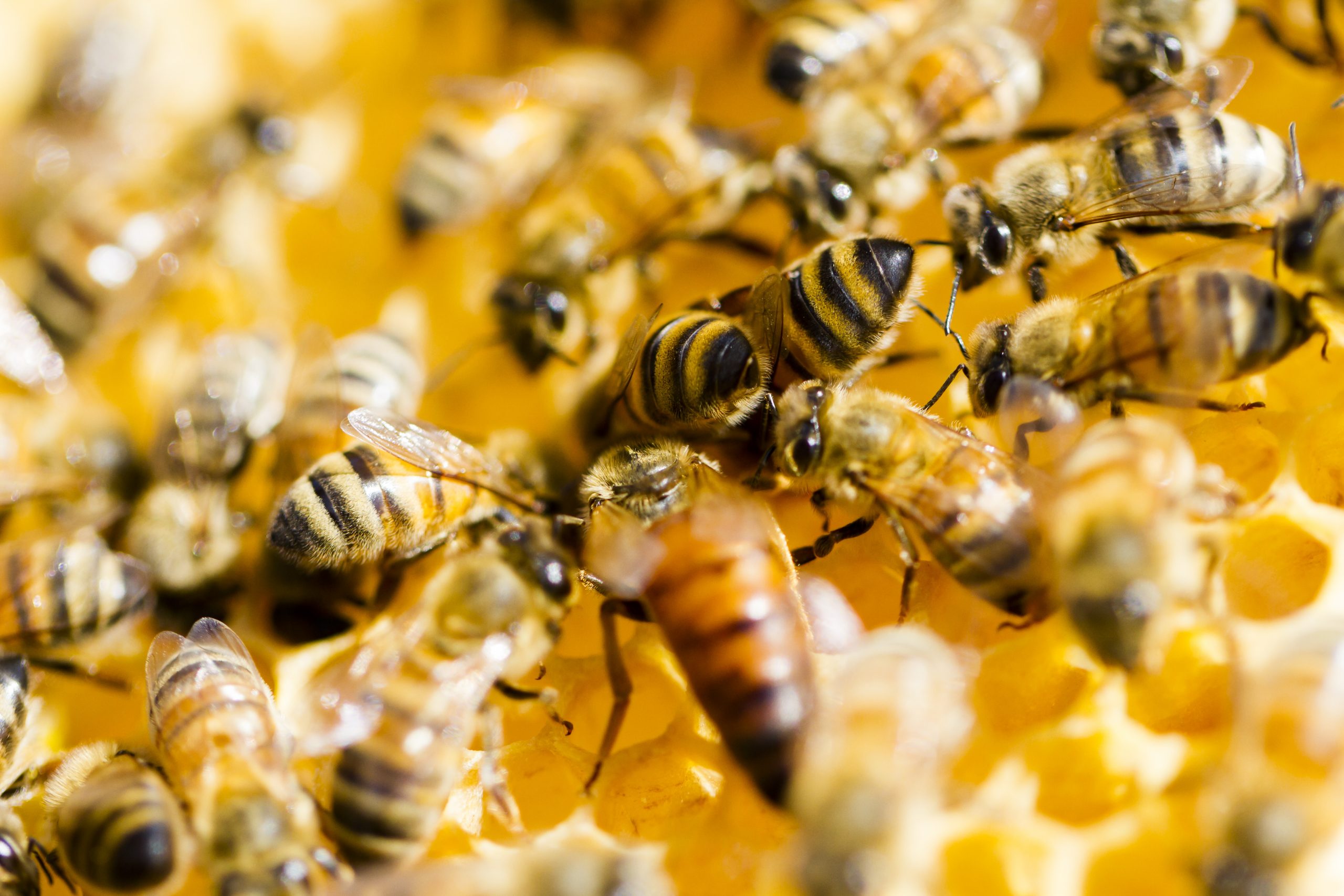 Bee Colony Collapse Disorder Hurts More than the Honey Industry