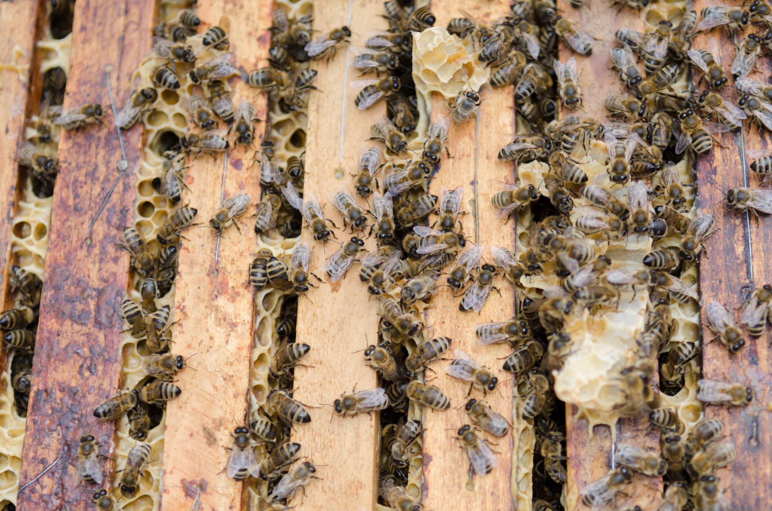 The Roles of the Honey Bee in a Bee Colony