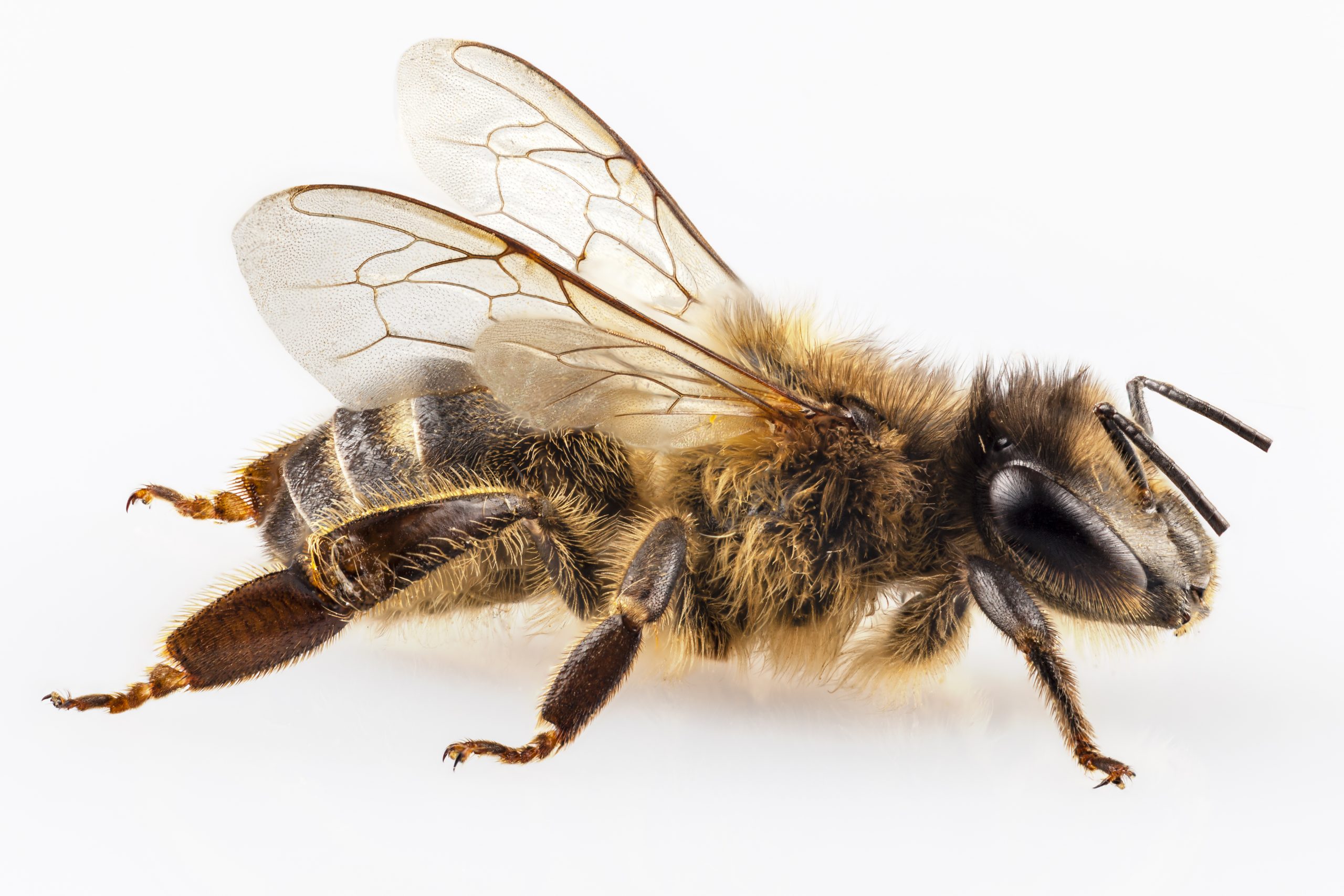 Bee Venom is a Good Thing!