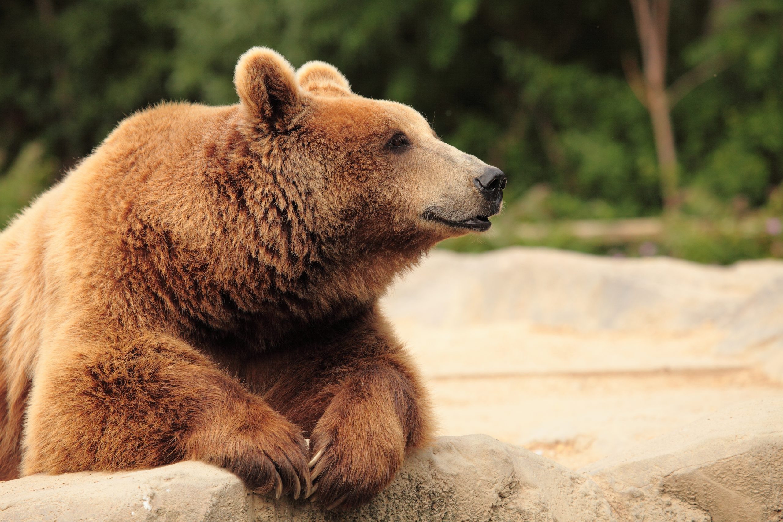 Do Bears Really Like Honey?