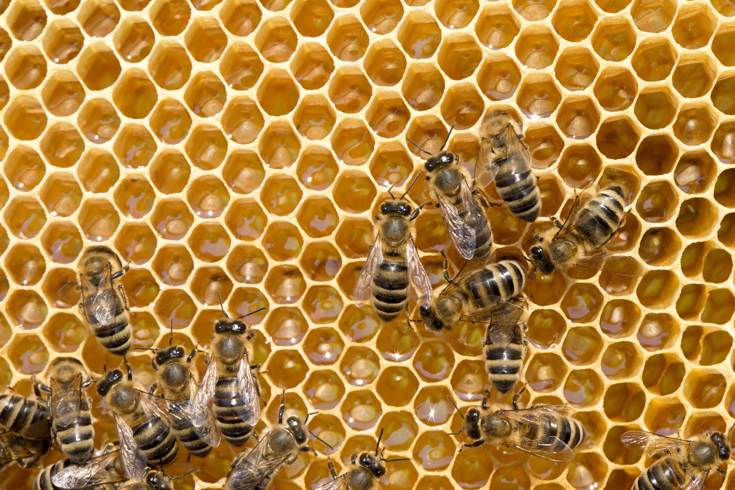 Colony Collapse Disorder Hits England Honeybees Very Hard