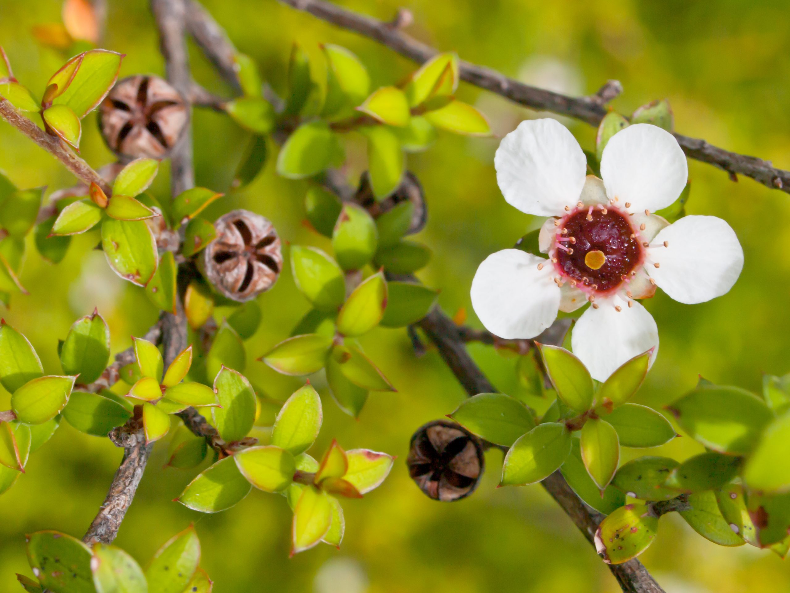 Tea Tree Targeted for Manuka Honey Production