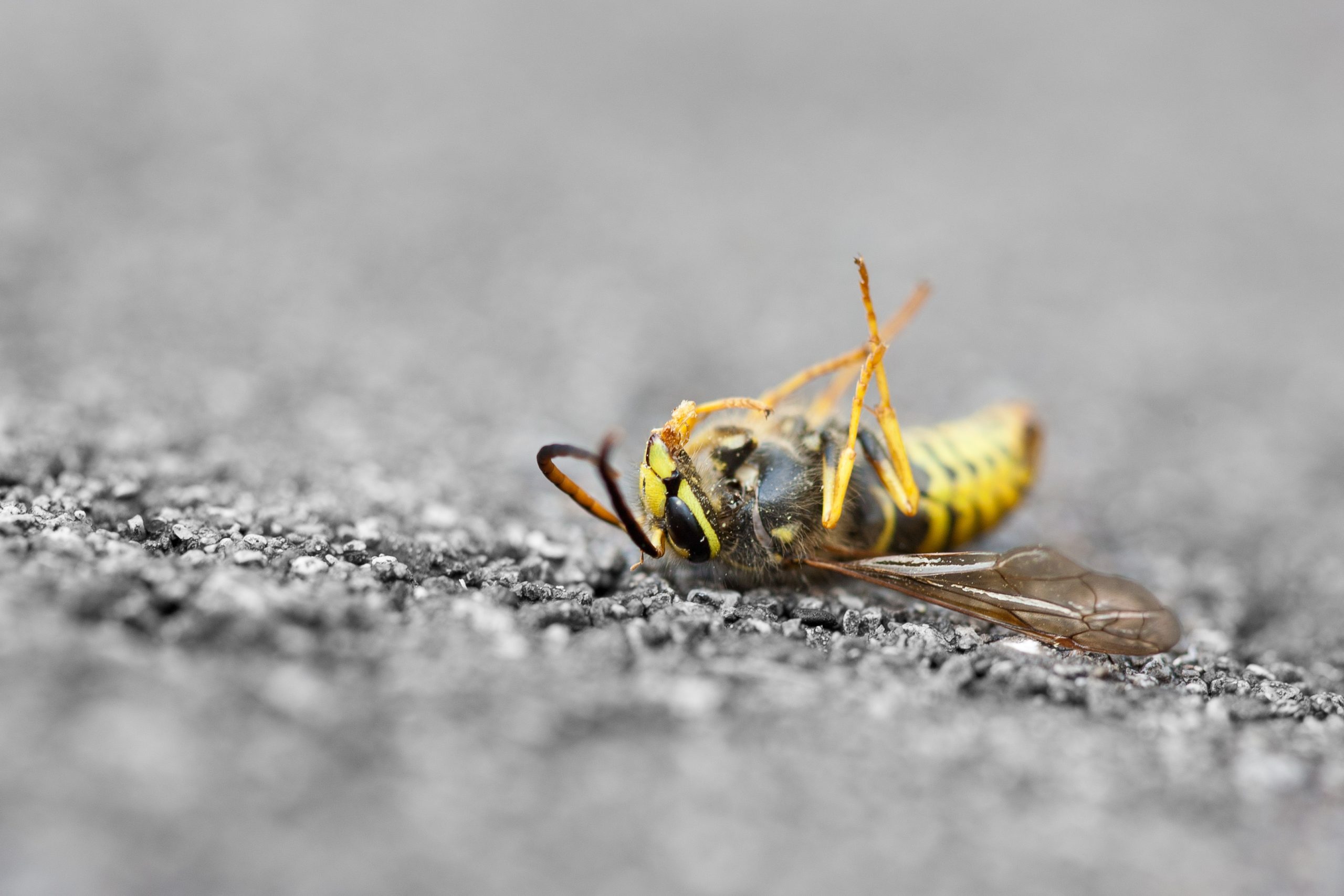 Manuka Honey Facing Off Against New Parasite