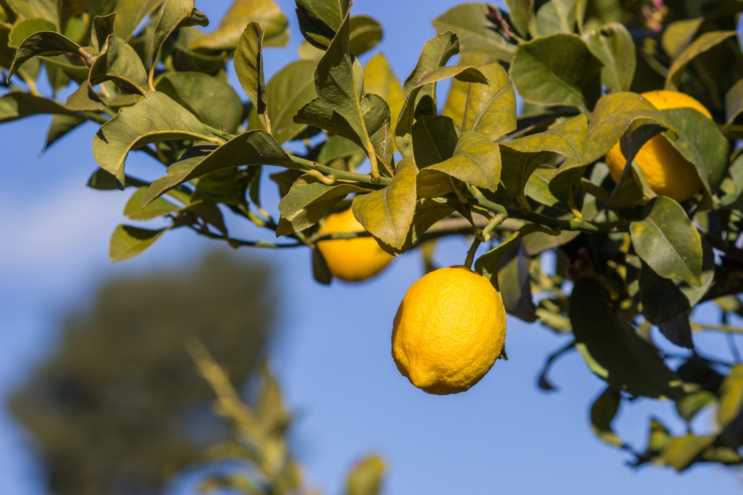 Florida Doing its Part to Increase Honeybee Colonies