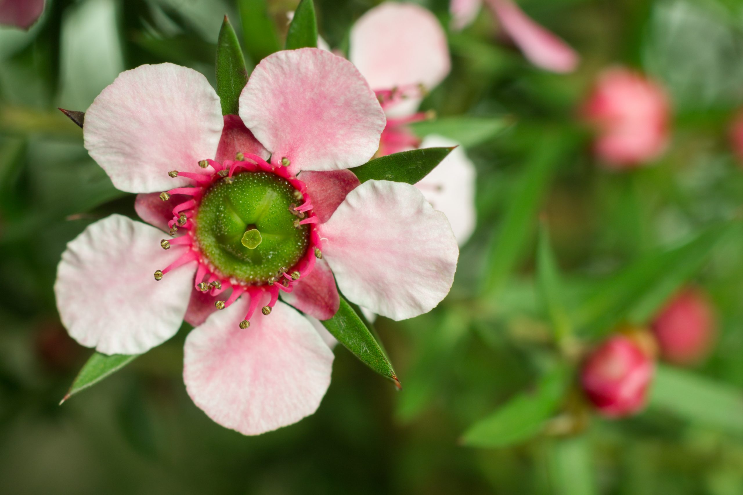 Entrepreneurs Enjoying Success with Manuka Plants