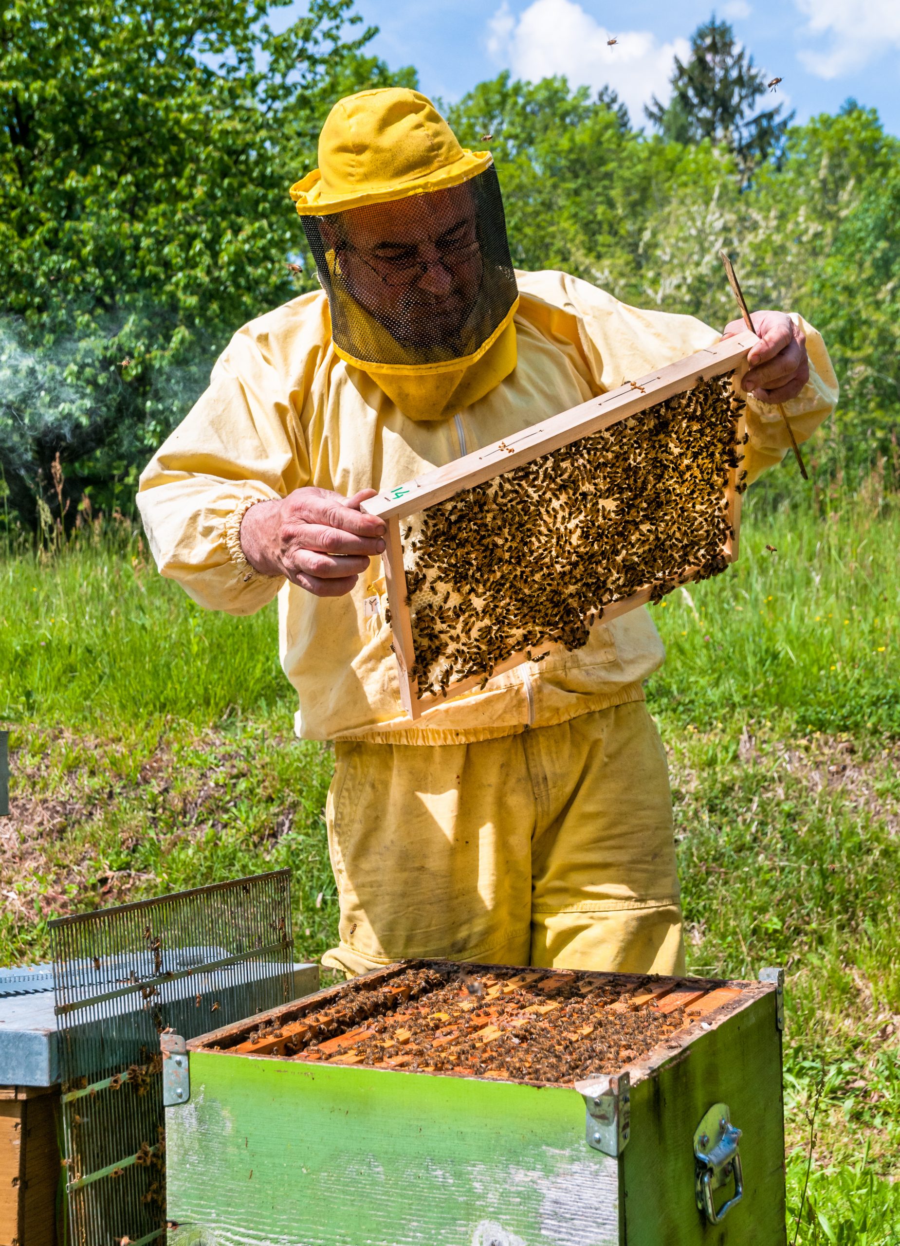 The History of Beekeeping