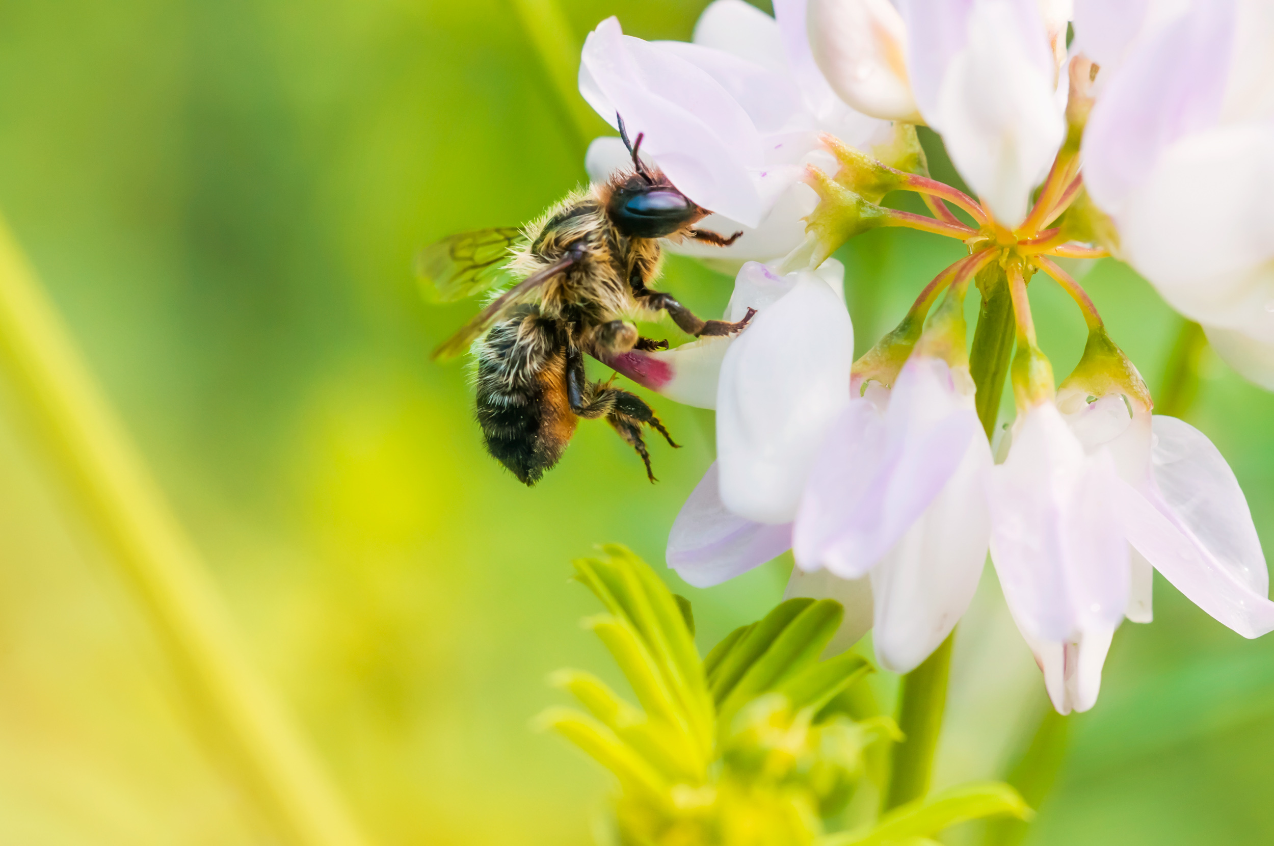 Is Re-Wilding Bees the Answer?