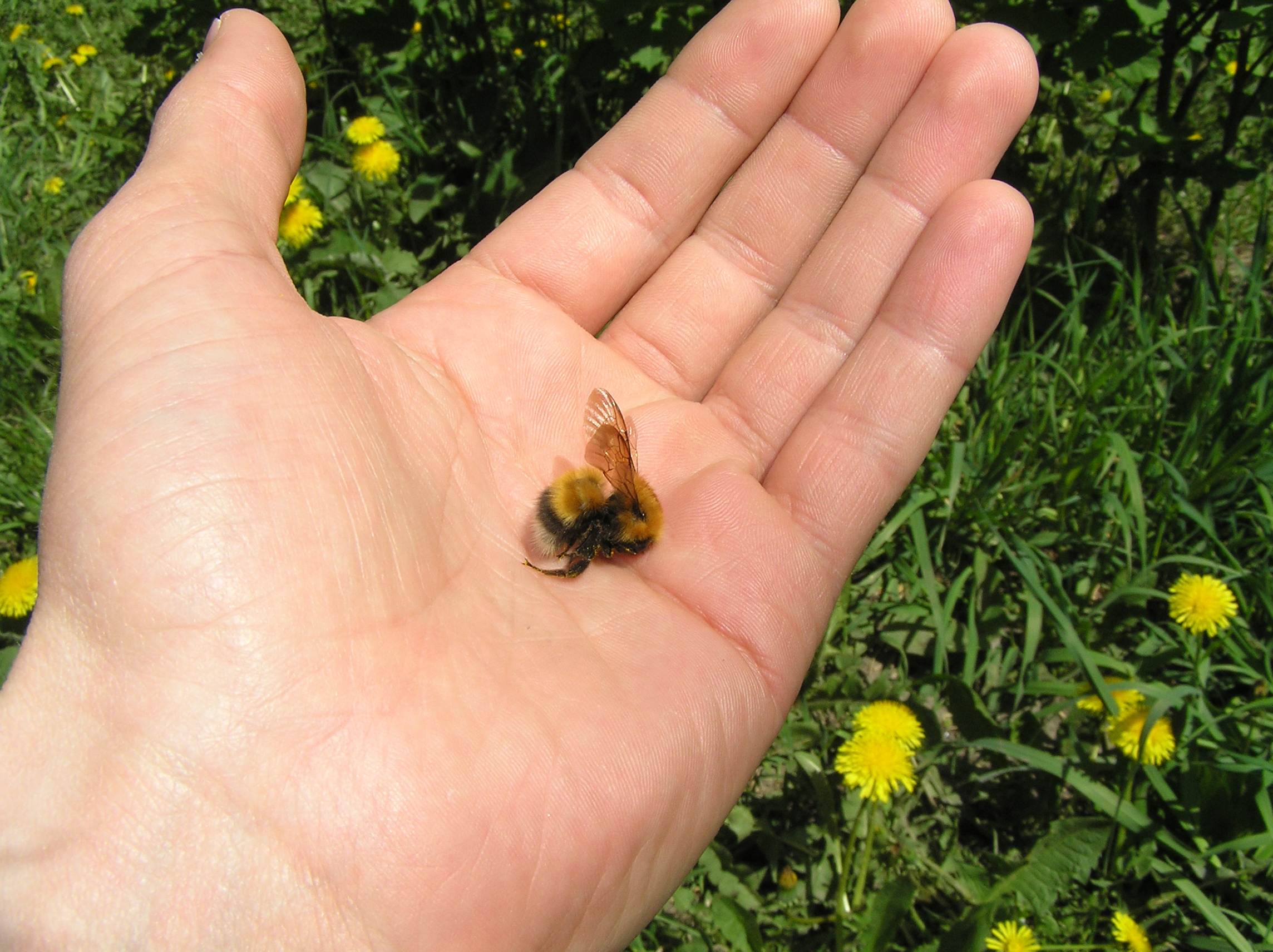 Bee Colonies Continuing to Die