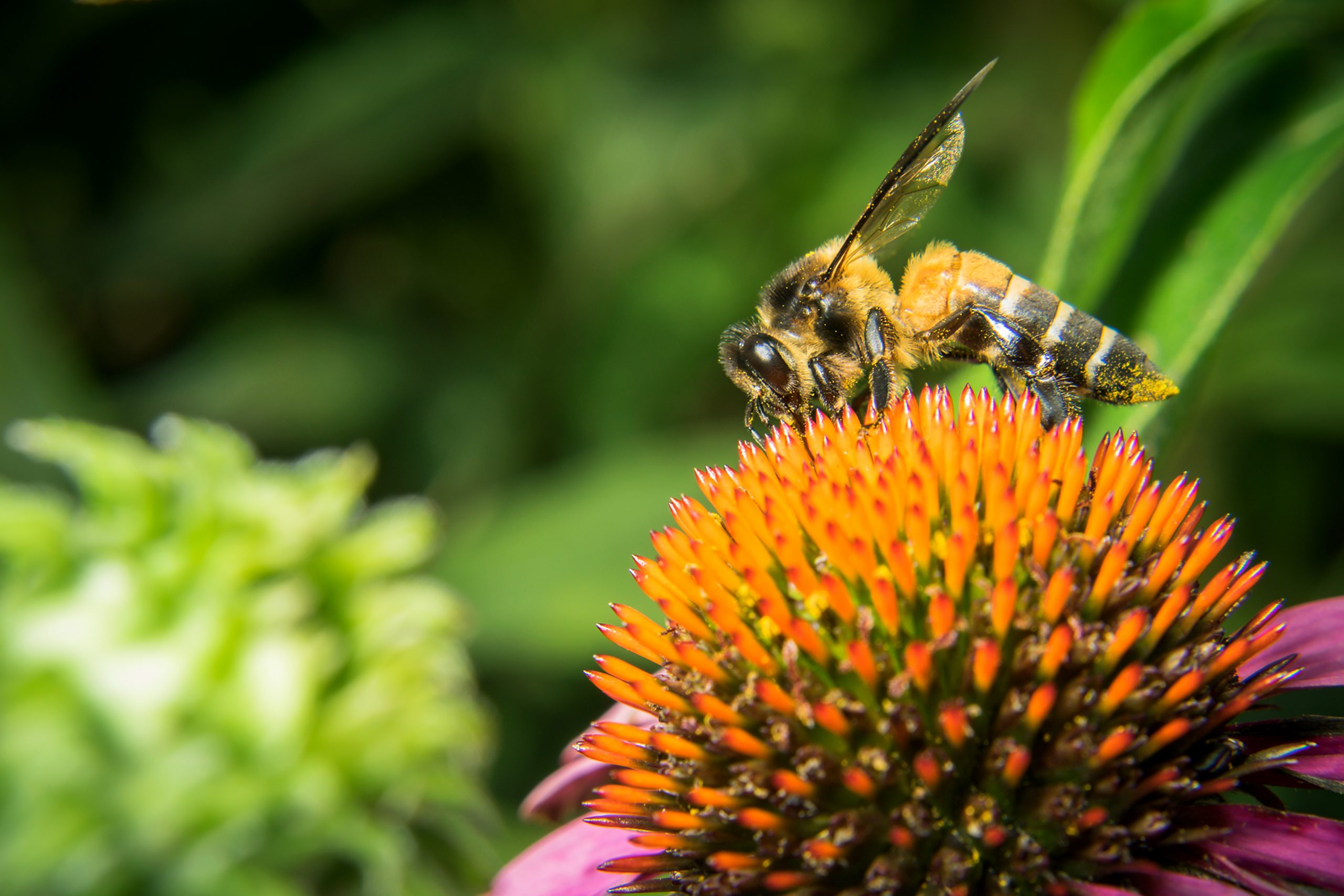 Cincinnati Zoo Creating a Safe Haven for Bees