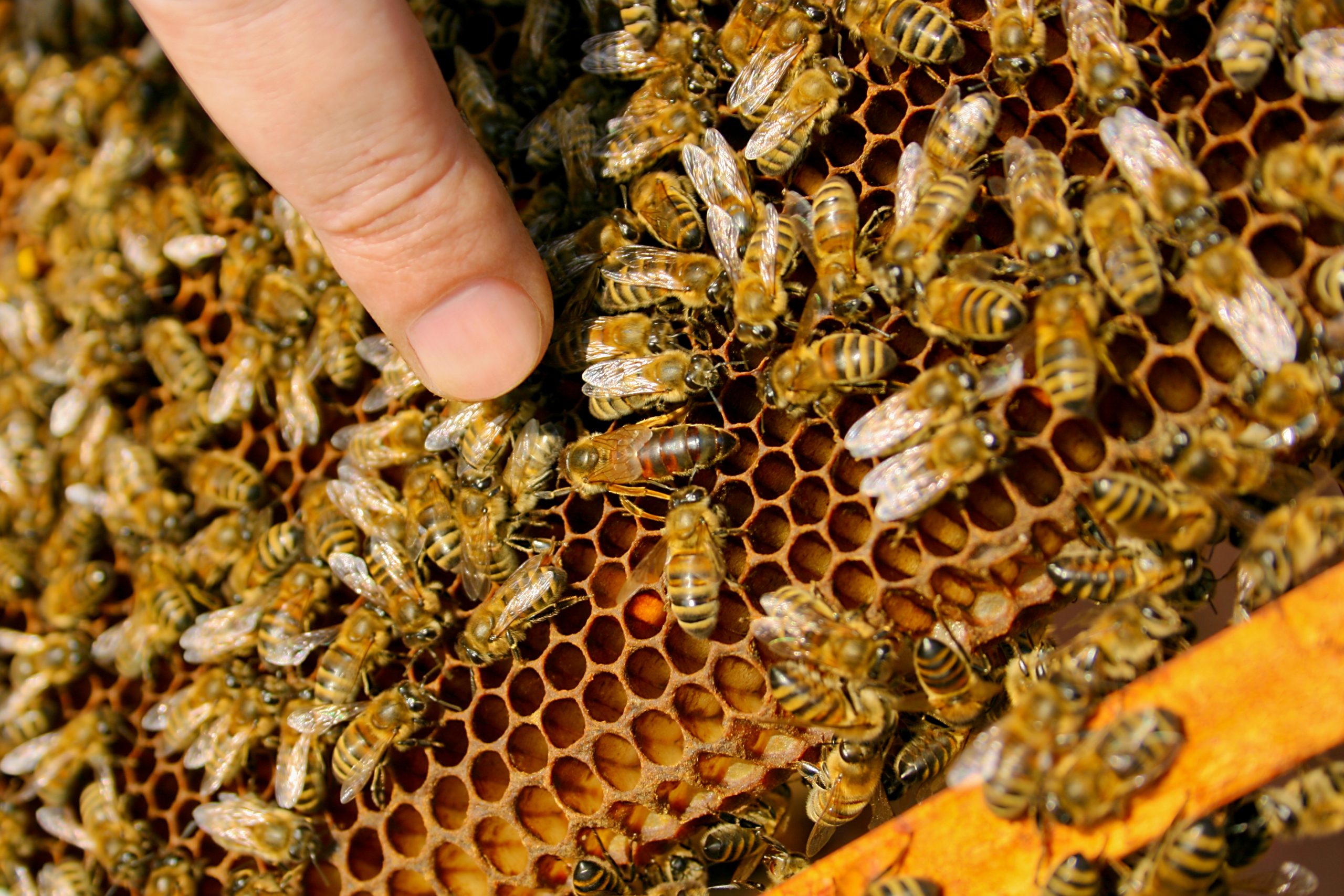 Replenishing Bee Colonies in Omaha