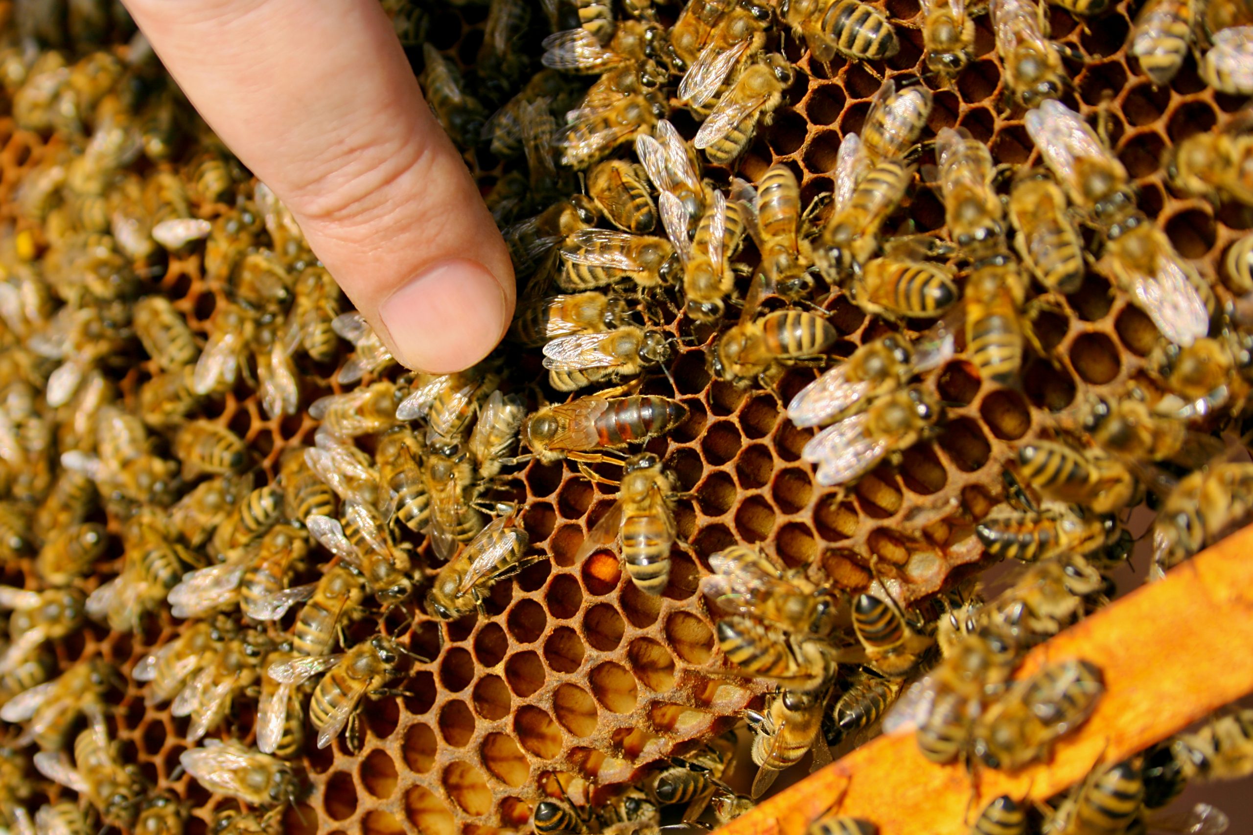 Honeybee Controlled 'Hive' Sculpture Shines Bright