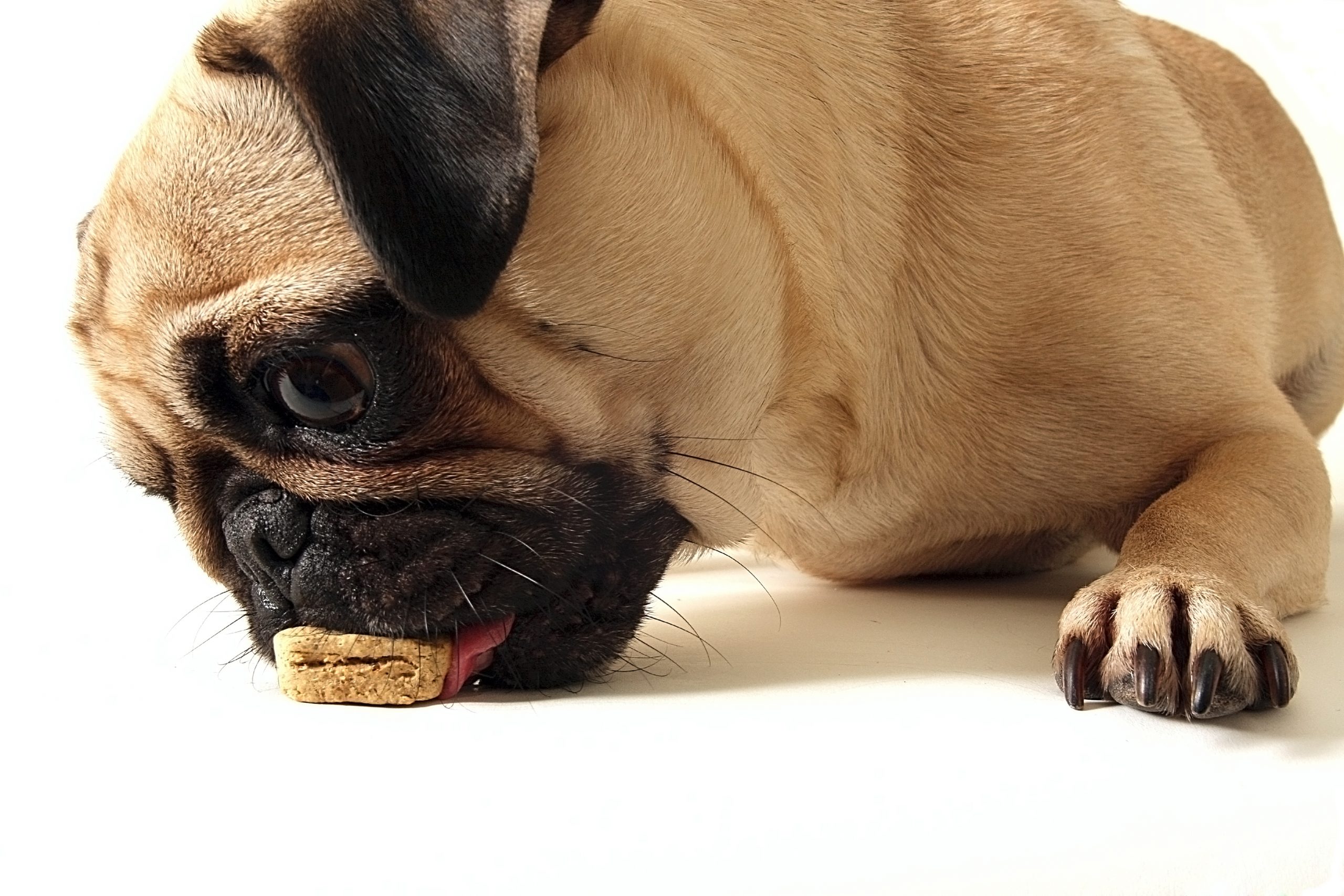 Transition Program for Disabled Students Making Honey Dog Treats