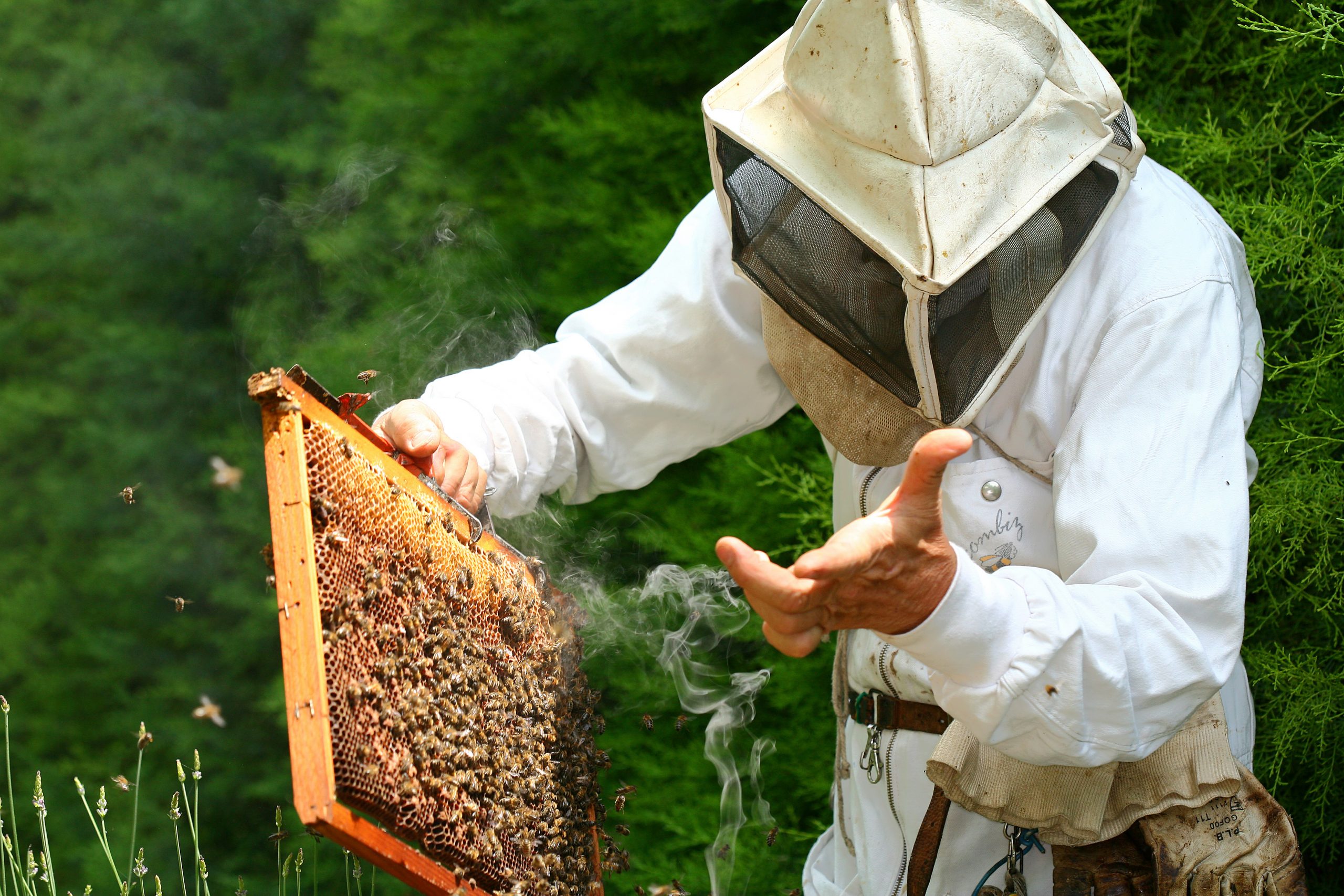 Volunteer Group Catches Swarms, Re-Homes Honeybees