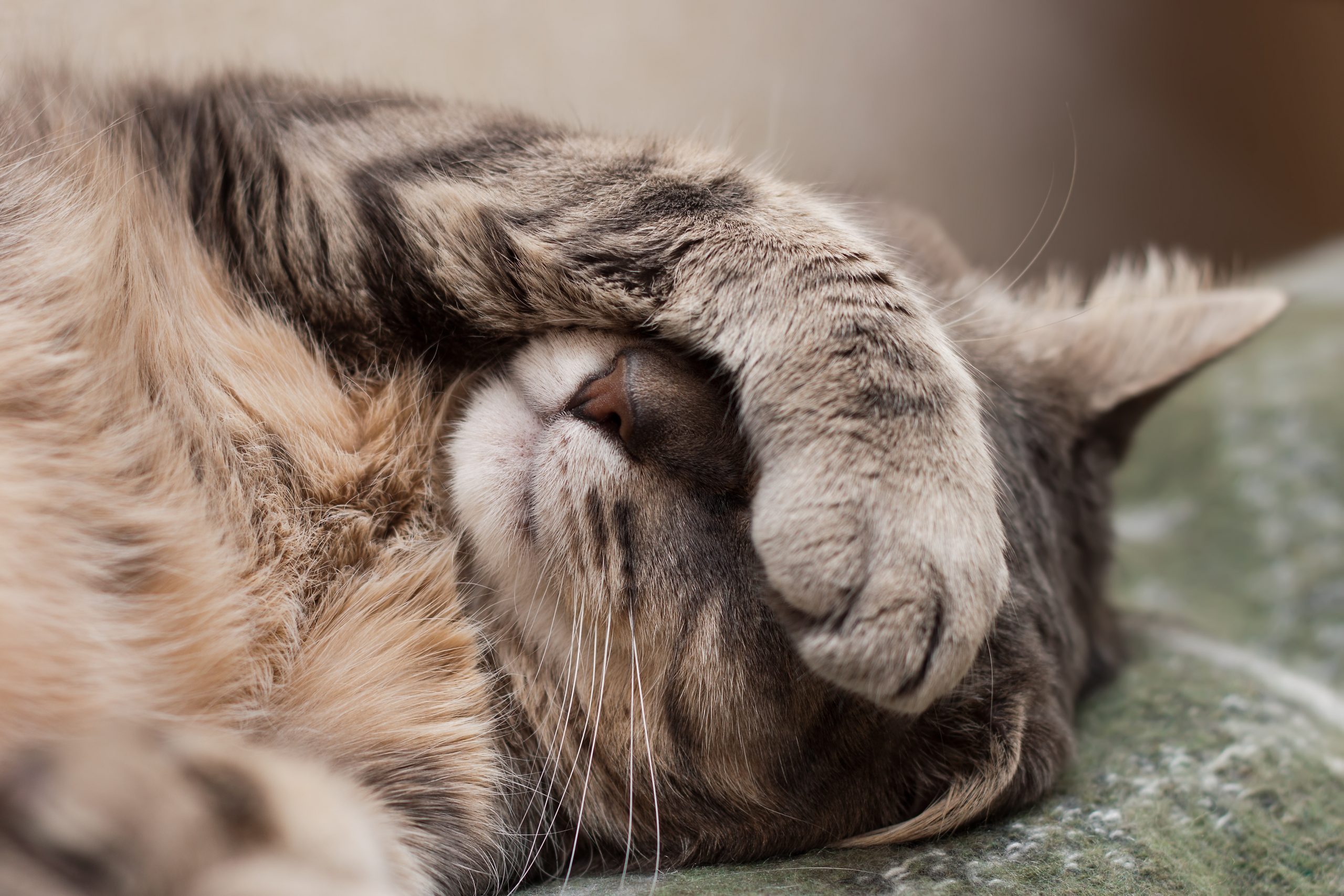 Pet Treats: Manuka Honey Catnip Bites!