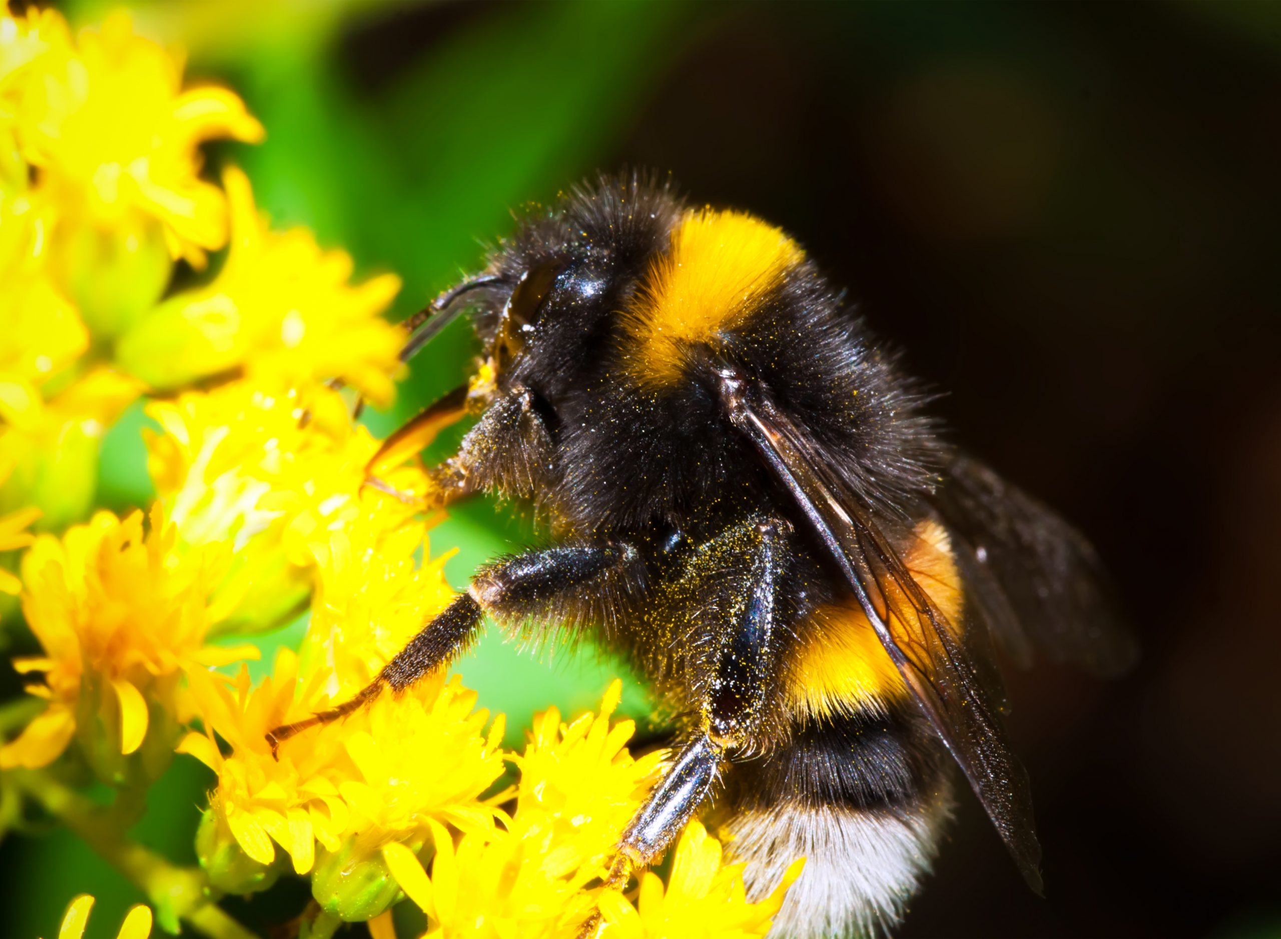 Bumblebee Sniffing Dog Trying to Help with Colony Collapse Disorder