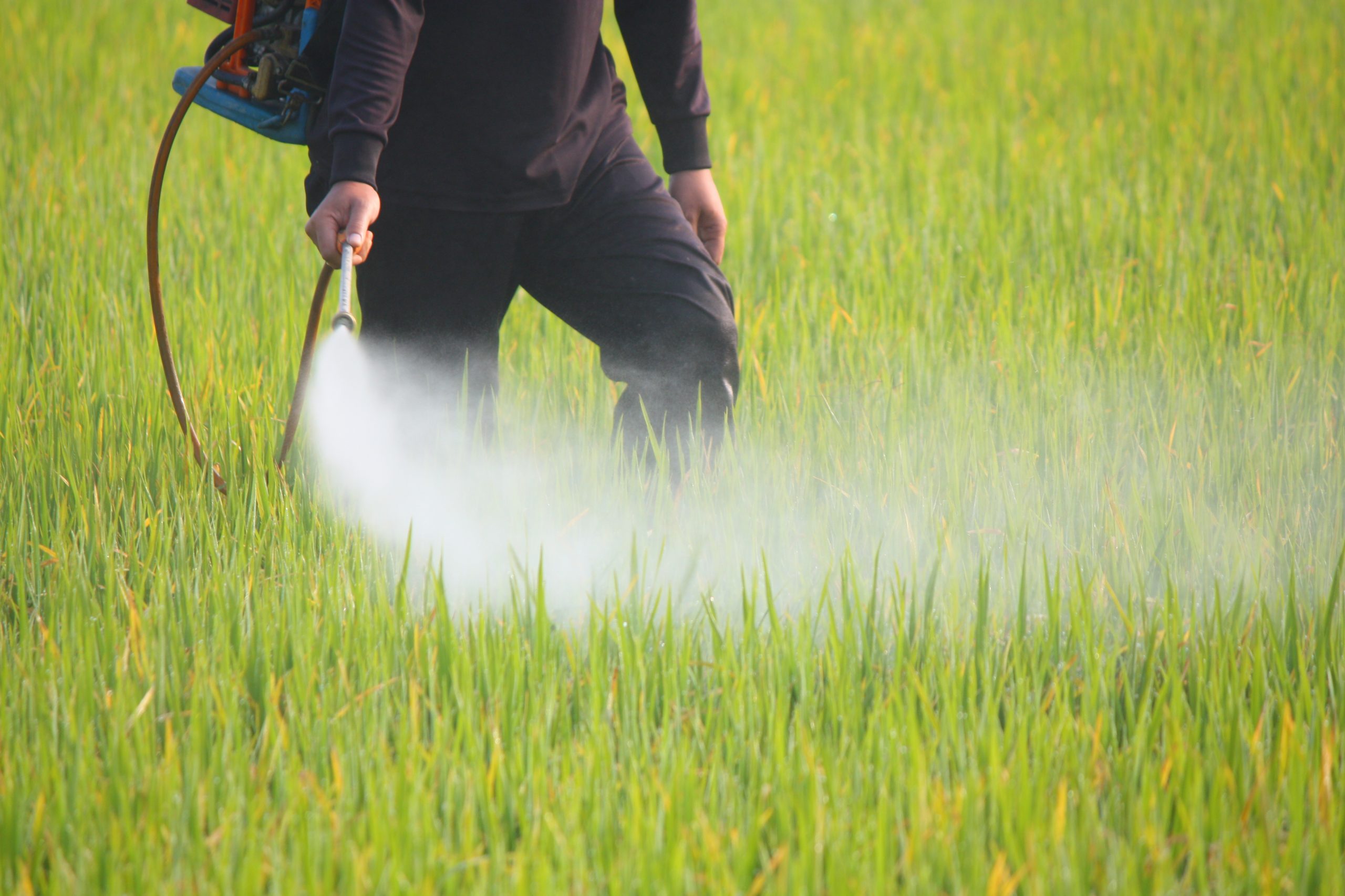 How Pesticides Hurt Cavity-Nesting, Solitary Bees