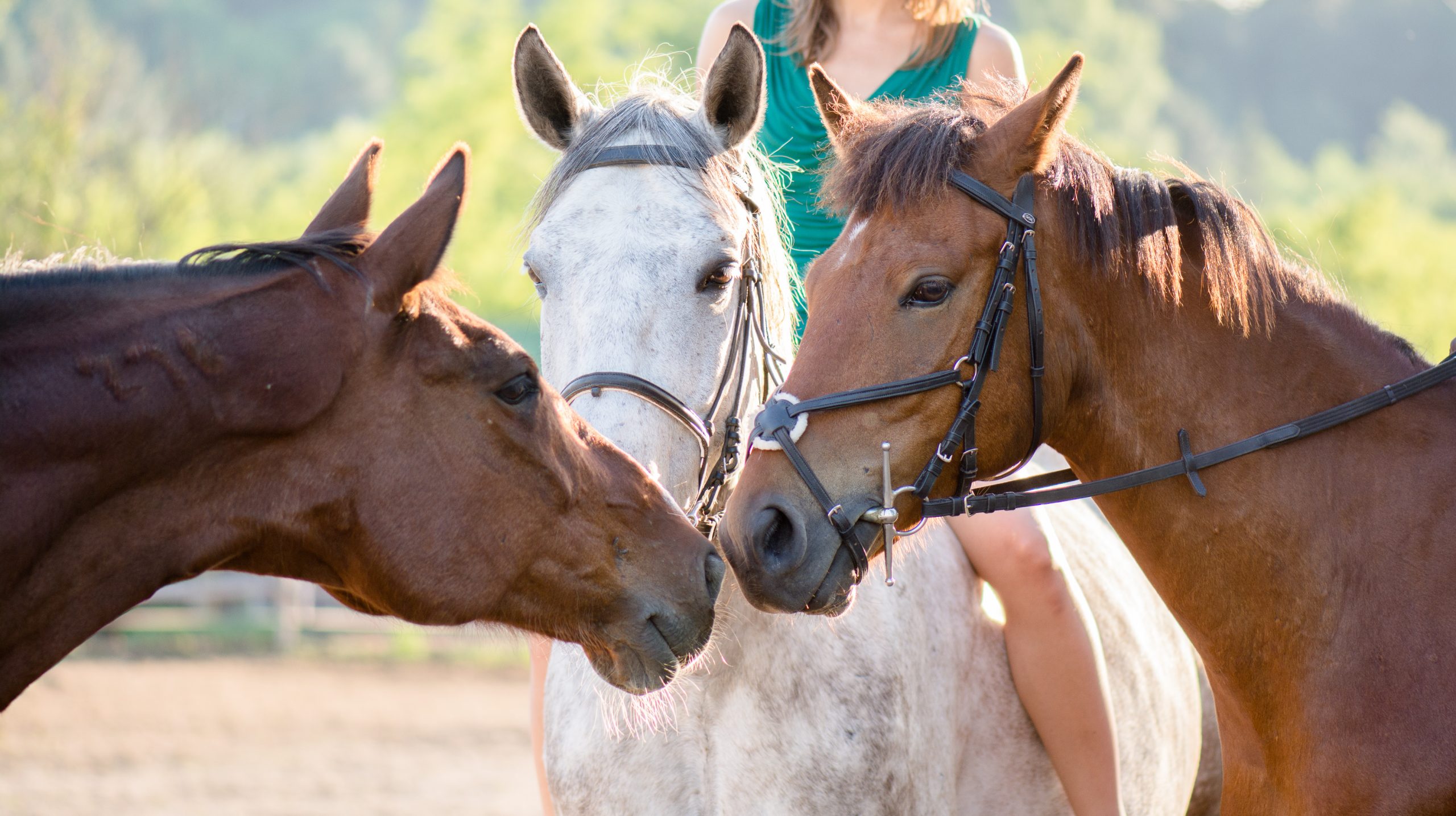 Horse Wounds and Manuka Honey