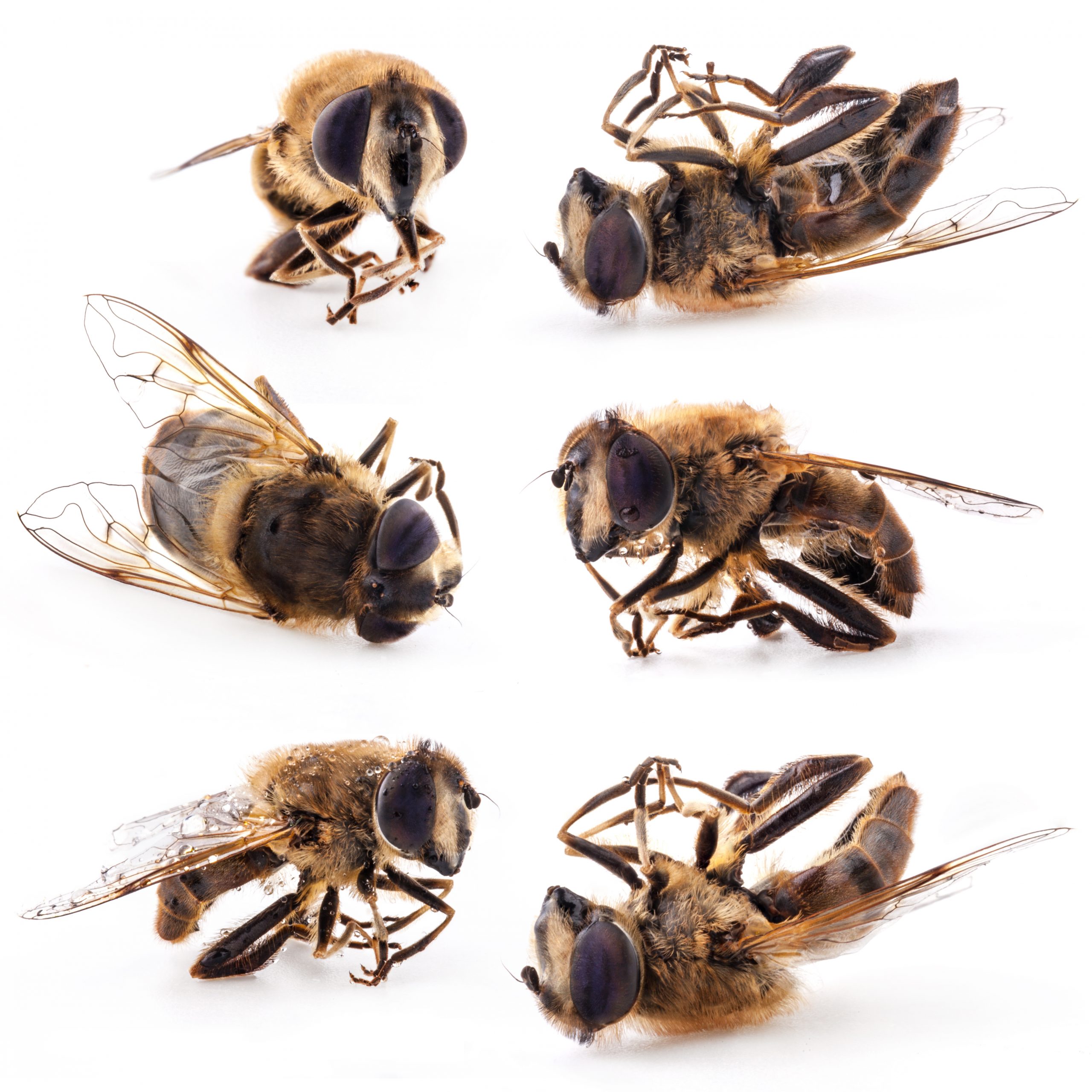 Insecticides Tied to Colony Collapse Disorder Under Investigation