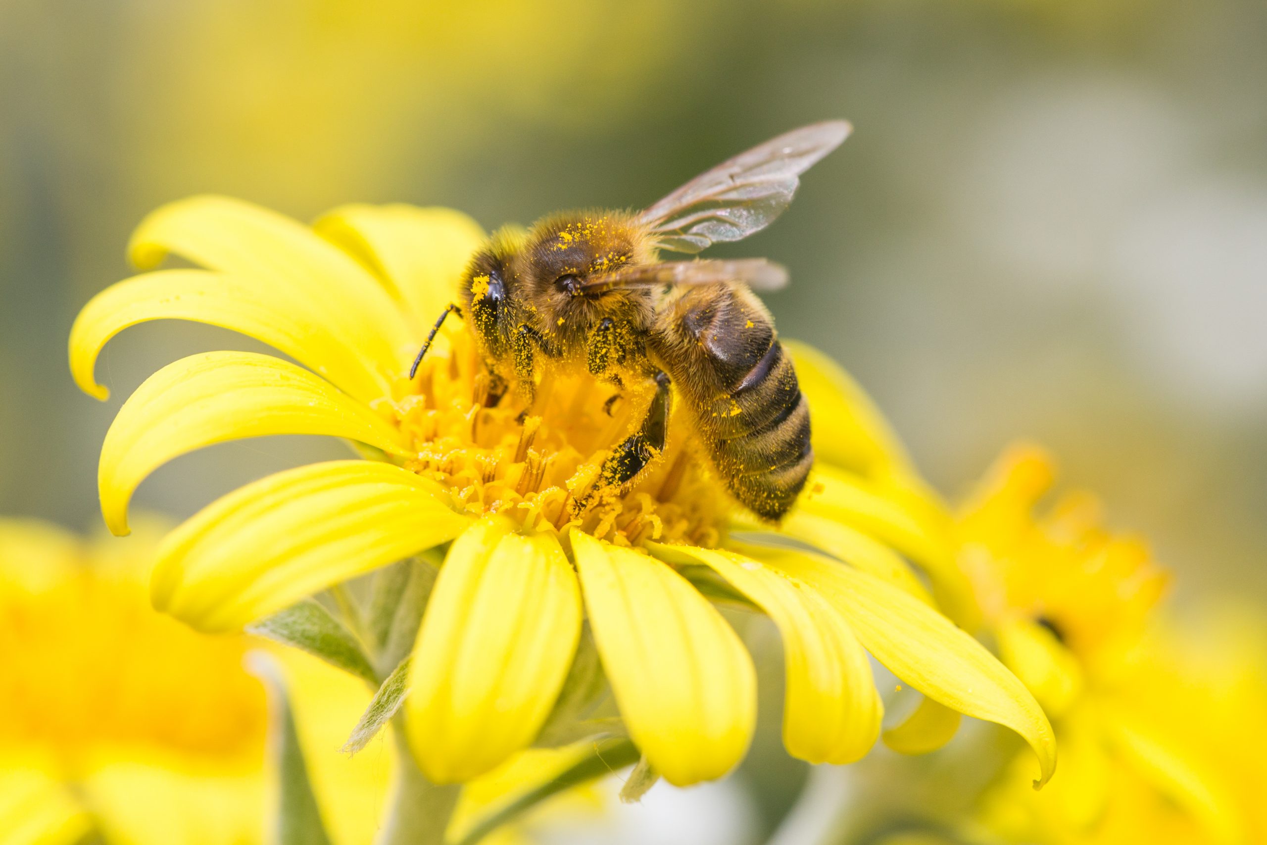 All We Are Saying is Give Honeybees a Chance!