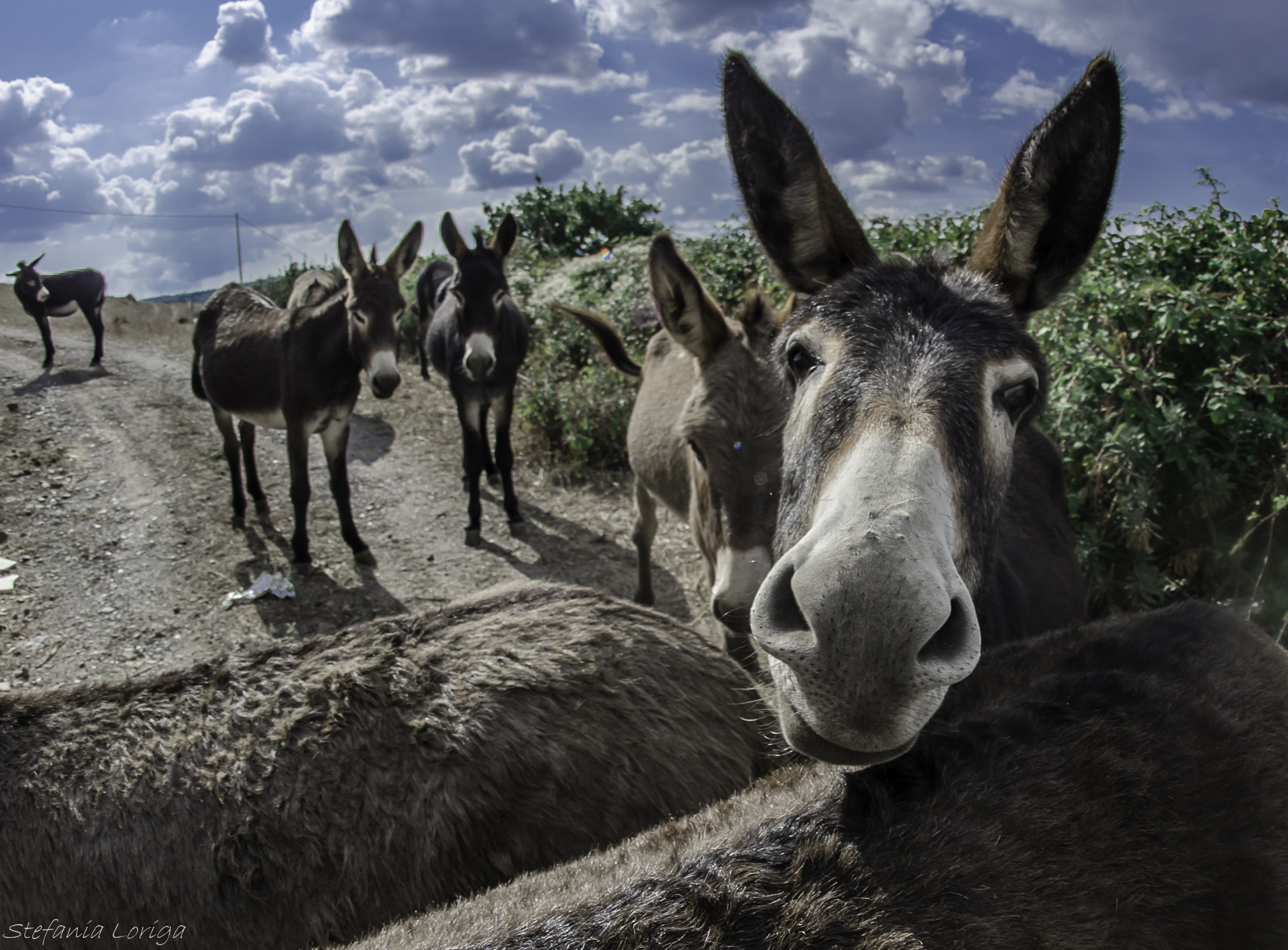 Tea Tree Oil Used to Contain Equine Lice Infestations