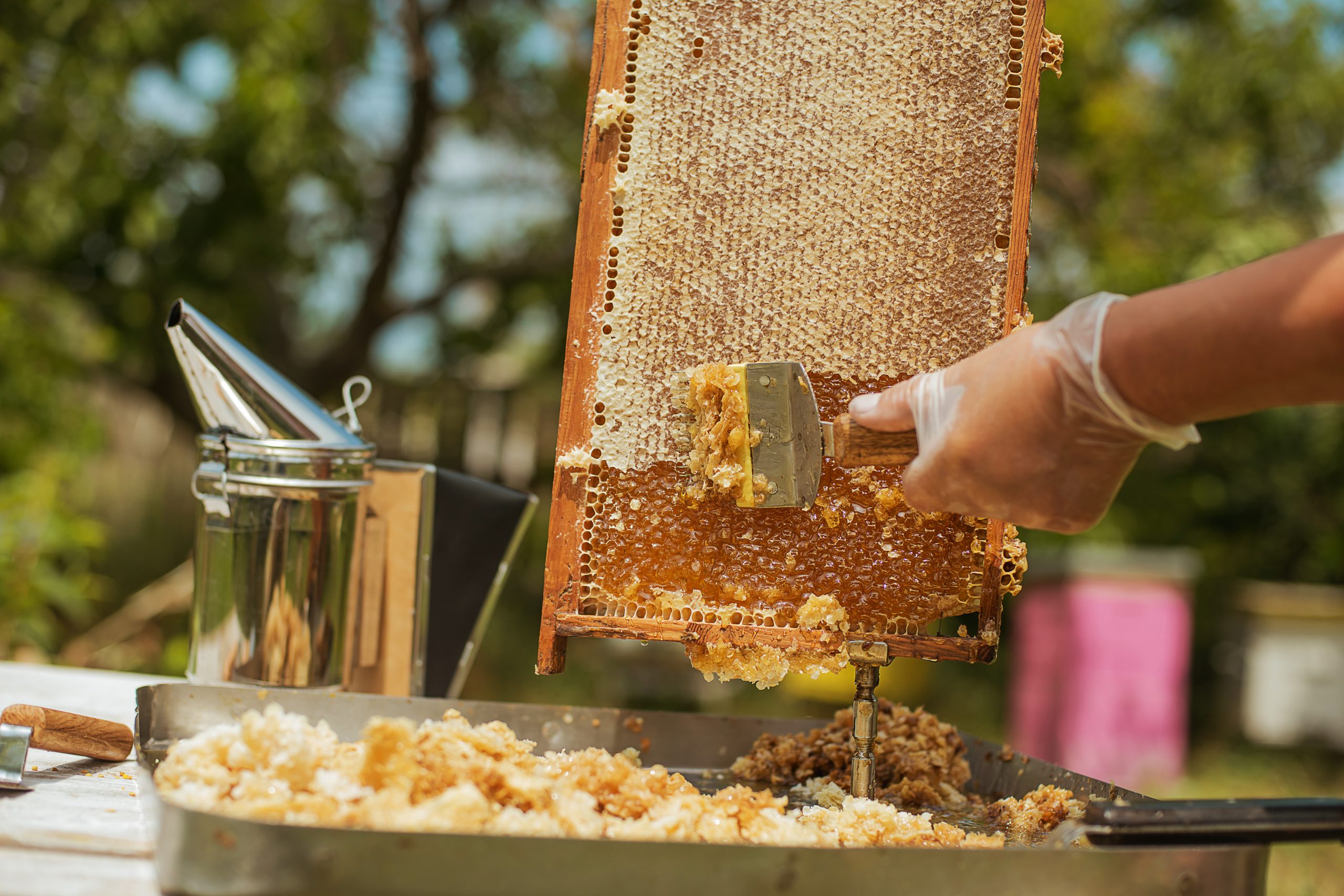 Local Bee Farmers Still Hard at Work