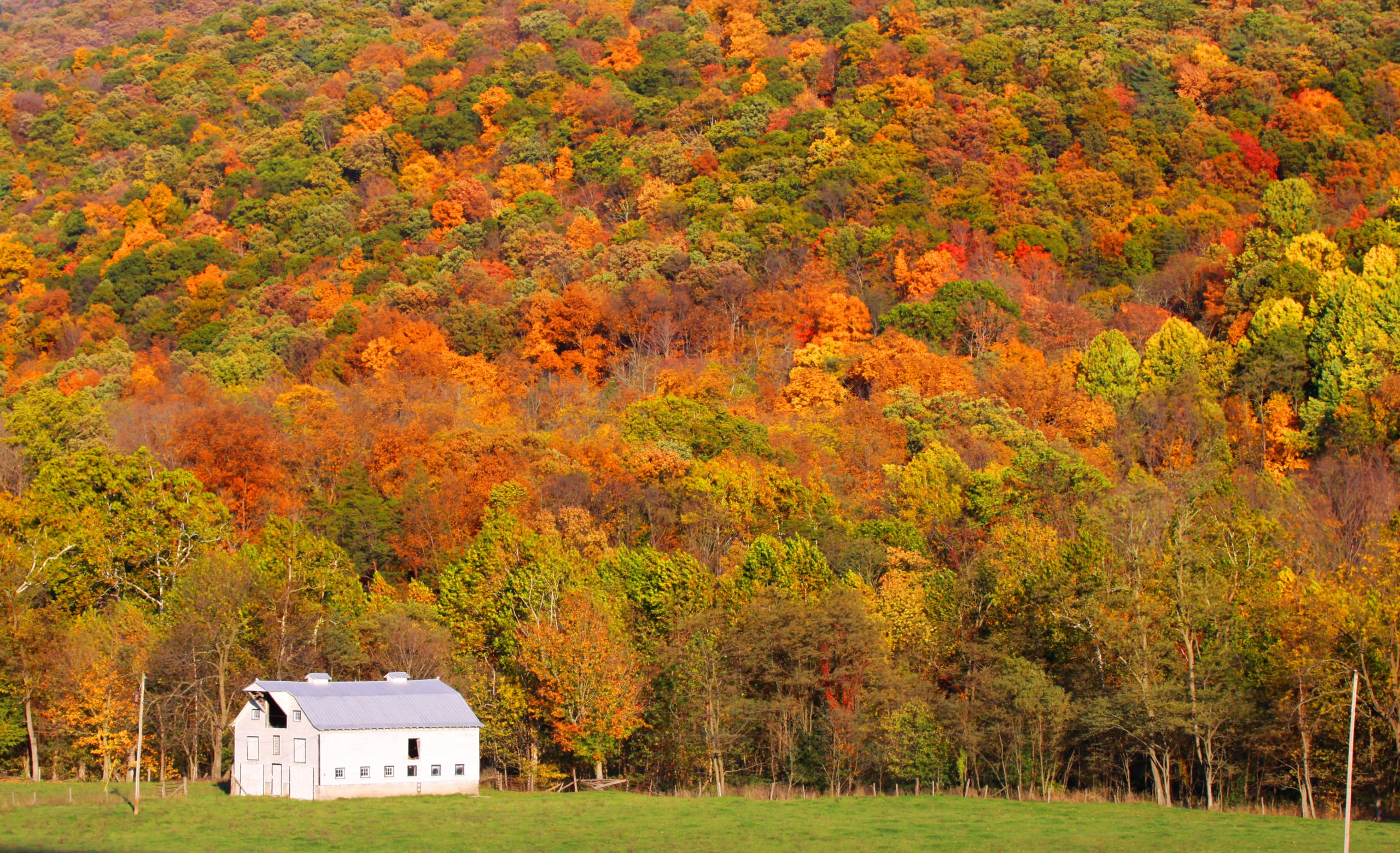 Virginia Celebrating Honey in September