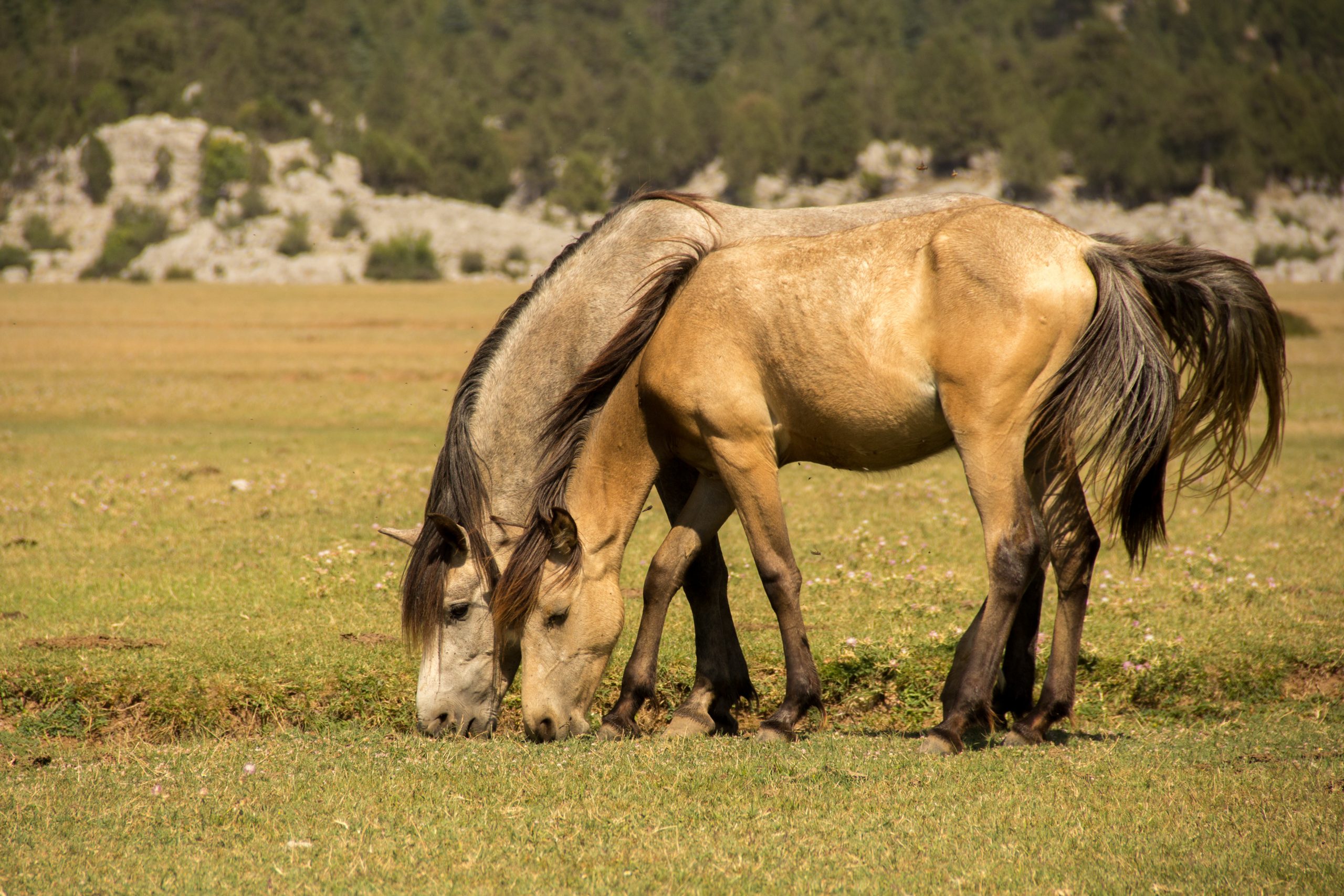 Equine Twins in New Zealand Nursed to Health with Manuka Honey