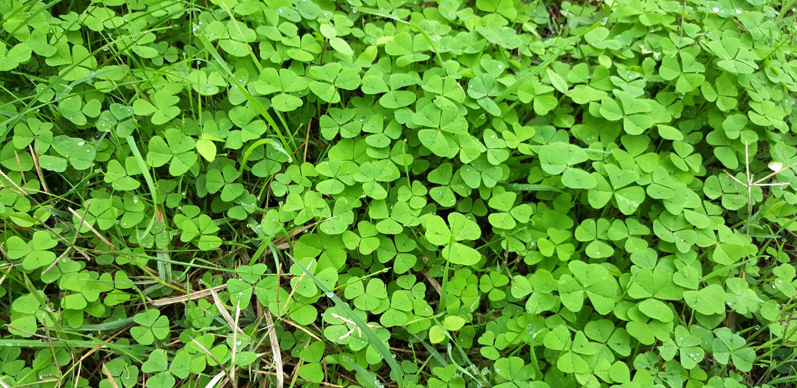 Will Clover Keep Manuka Honey Bees Fed?