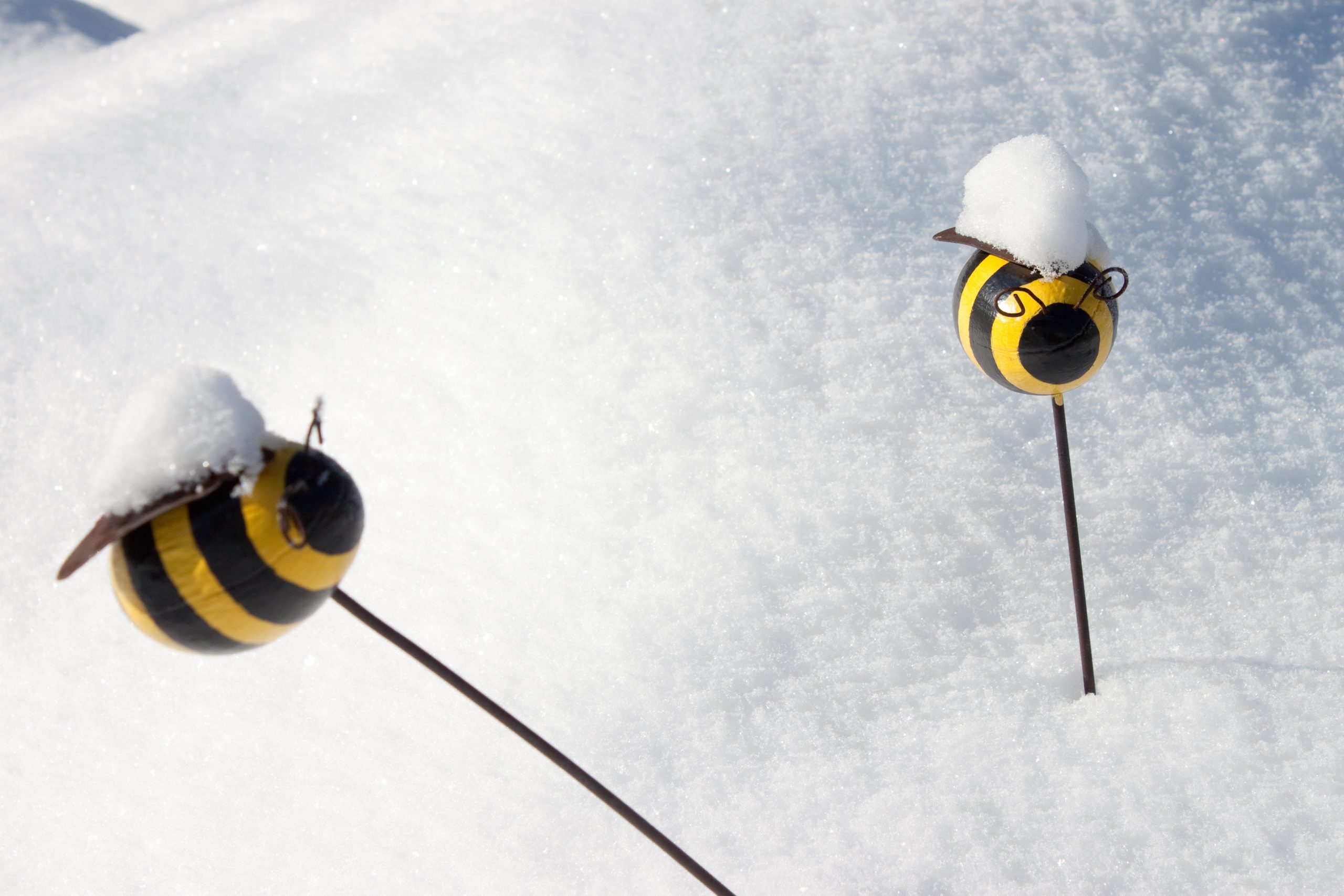 How Will Winter Affect Declining Honeybee Populations?