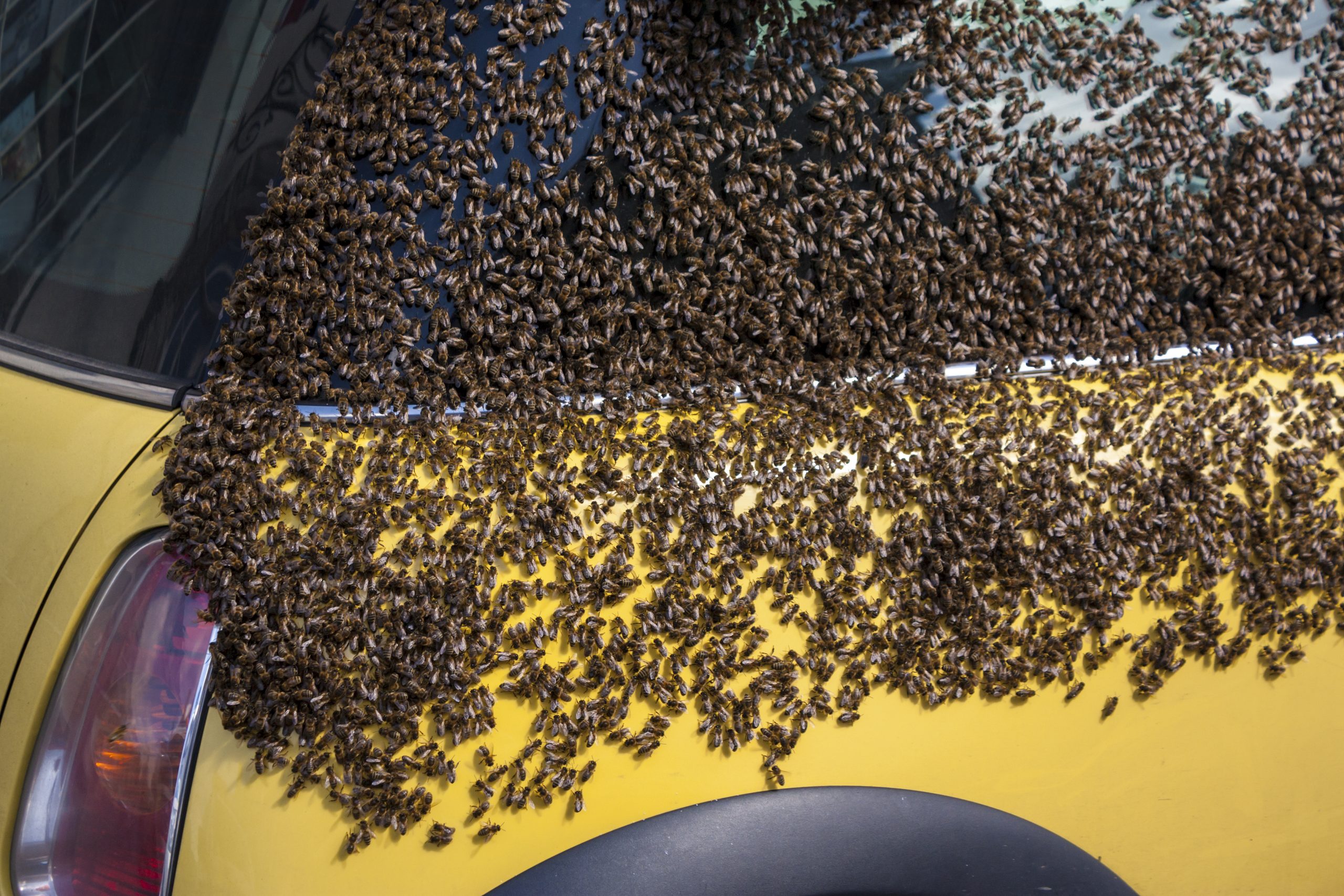 Local Beekeeper Benefiting from Swarm Season