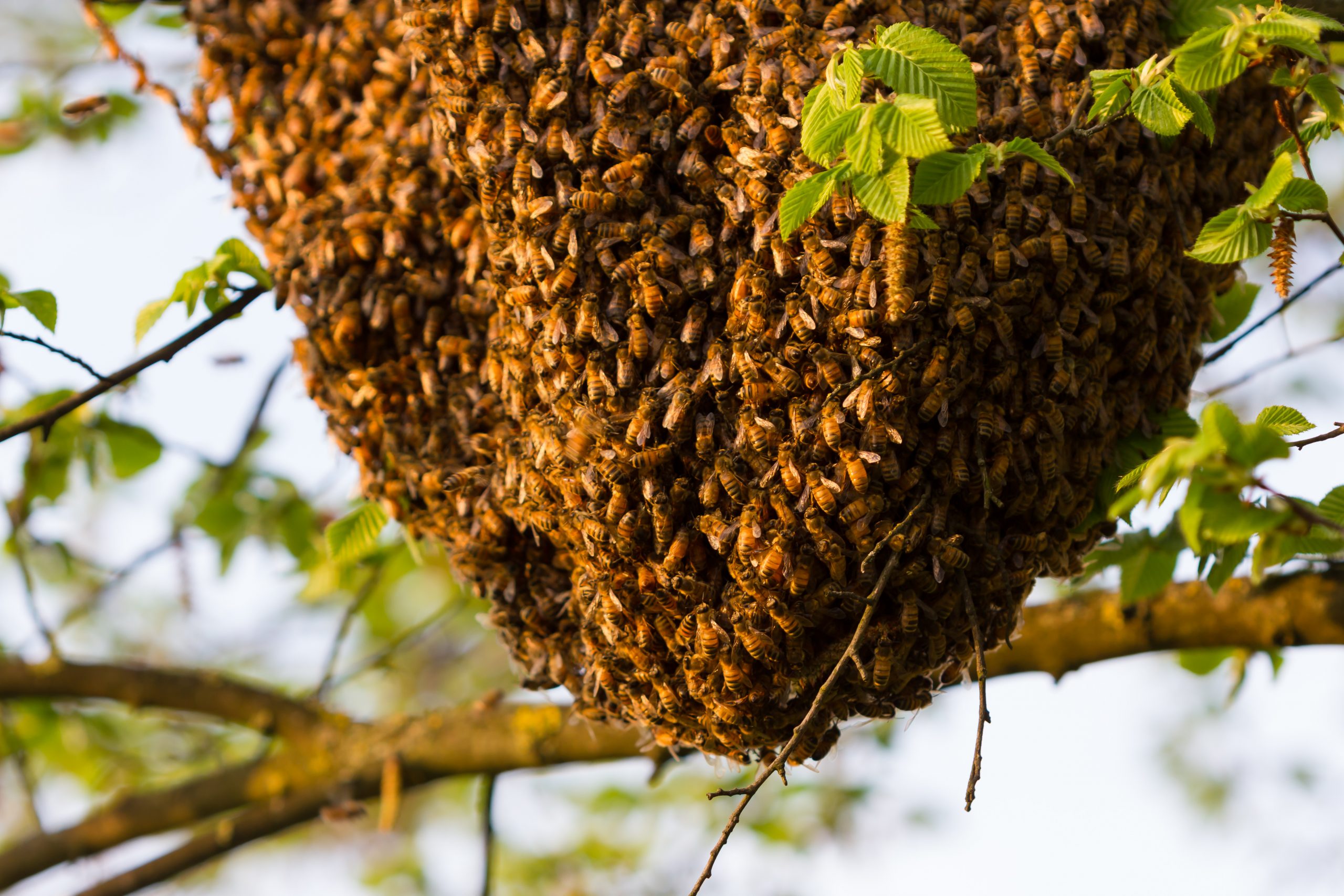 Veteran Beekeeper Dispels “Killer Honeybee” Myths