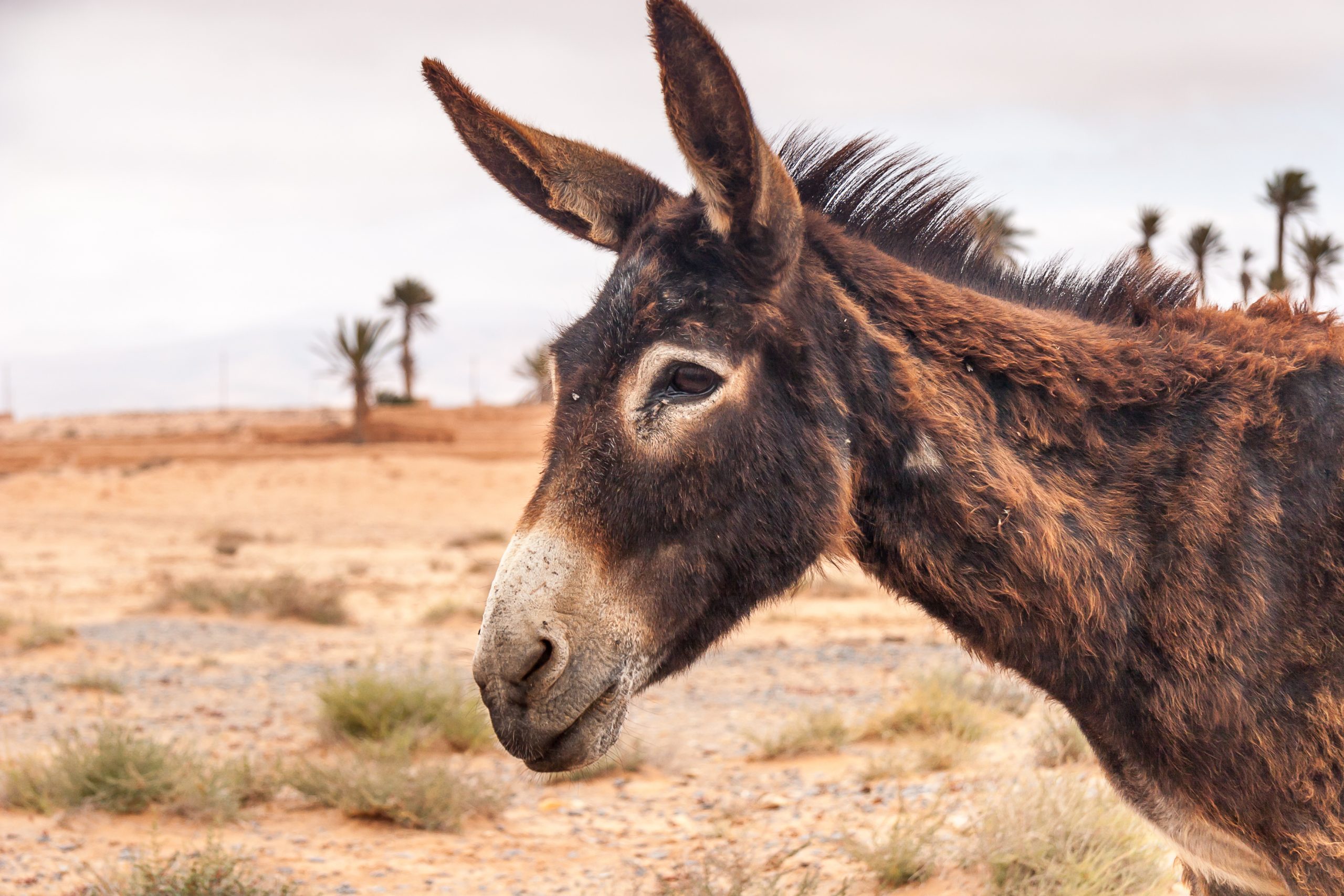 Donkeys in Bethlehem Nursed to Health with Manuka Honey