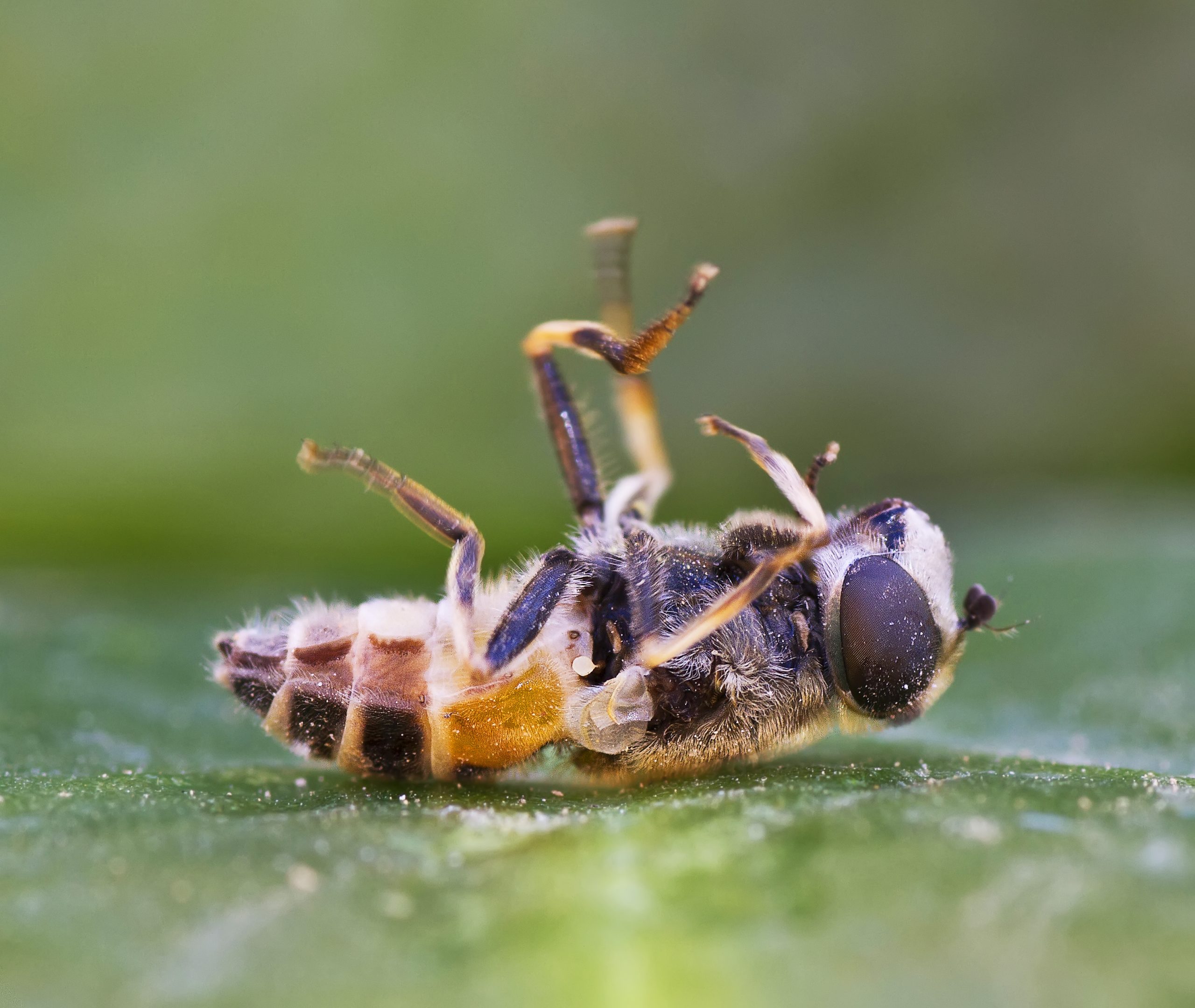Pesticides Not the Only Thing Killing Honeybees