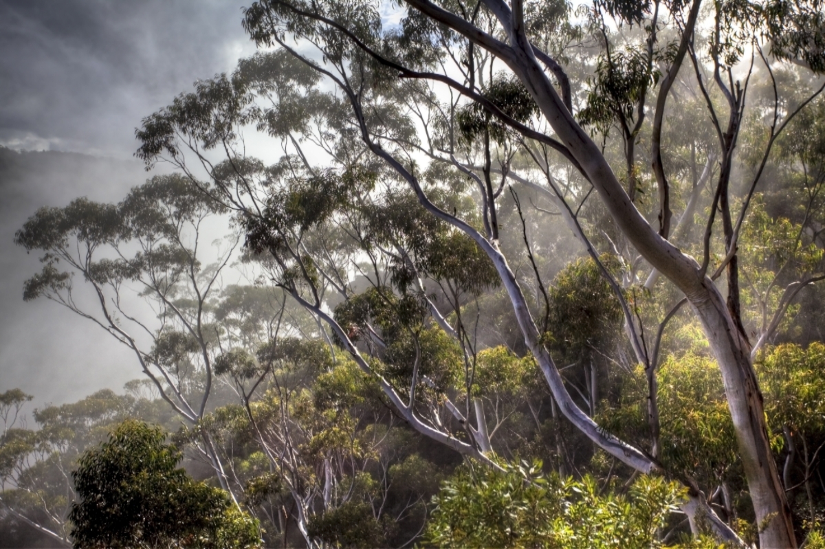 How a Eucalypt Forest Can Help the Manuka Honey Industry