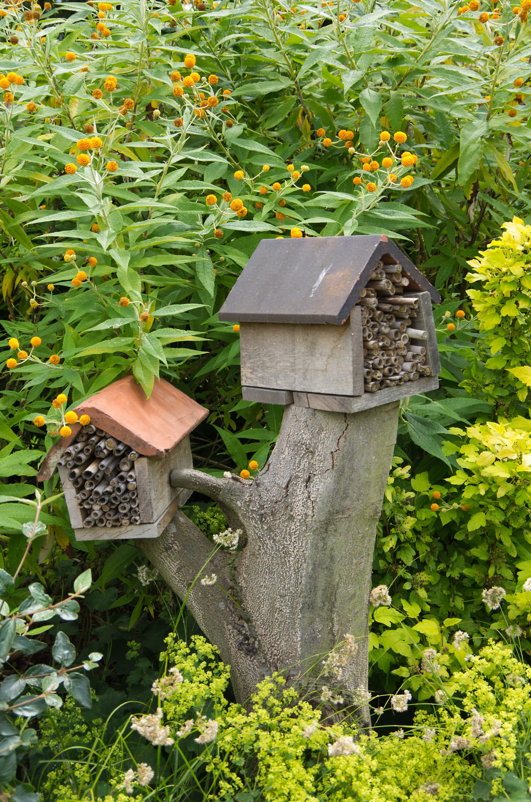 Bee Shelter and Sanctuary--No Strings Attached