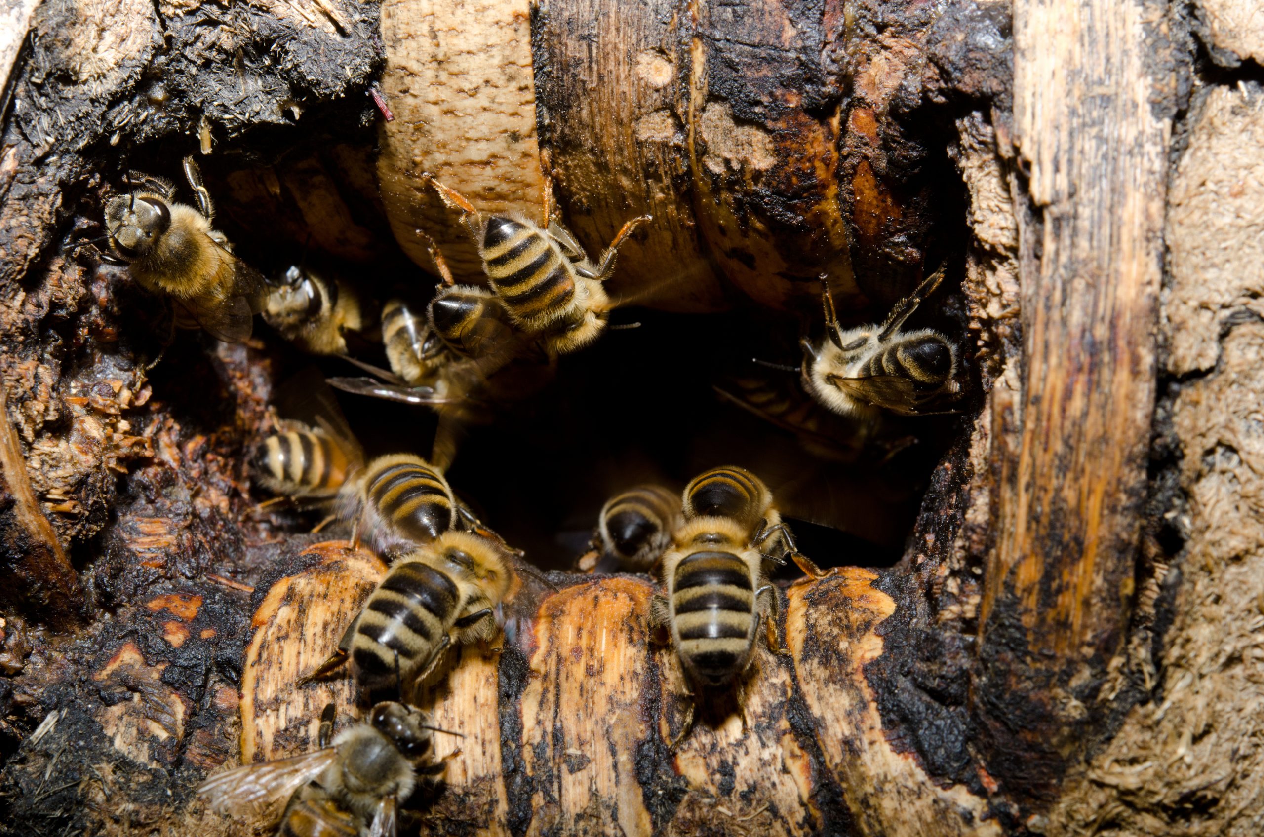 Namibia Honeybees Under Threat