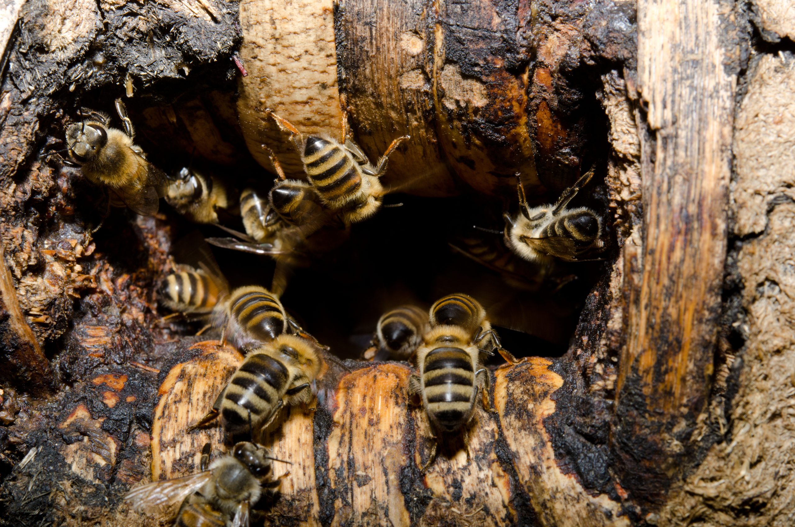 Honeybee Guards are Fearless and Merciless