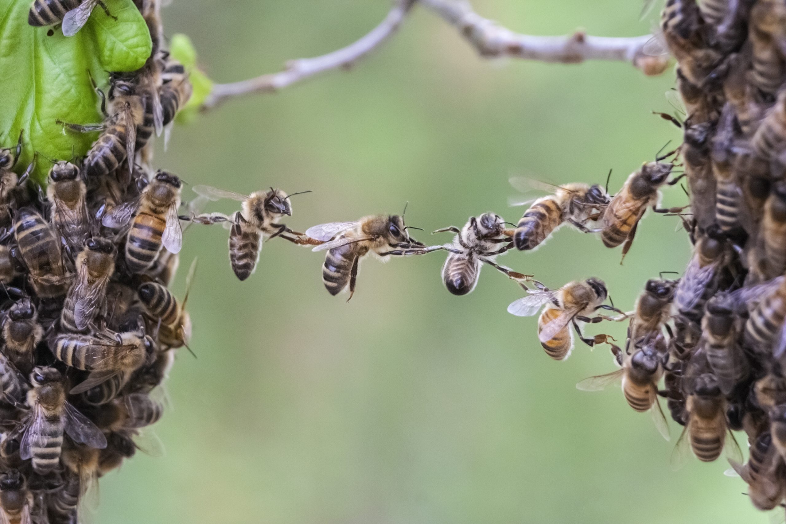 ‘Deformed-Wing Virus’ in Honeybees Tied to Colony Trafficking?