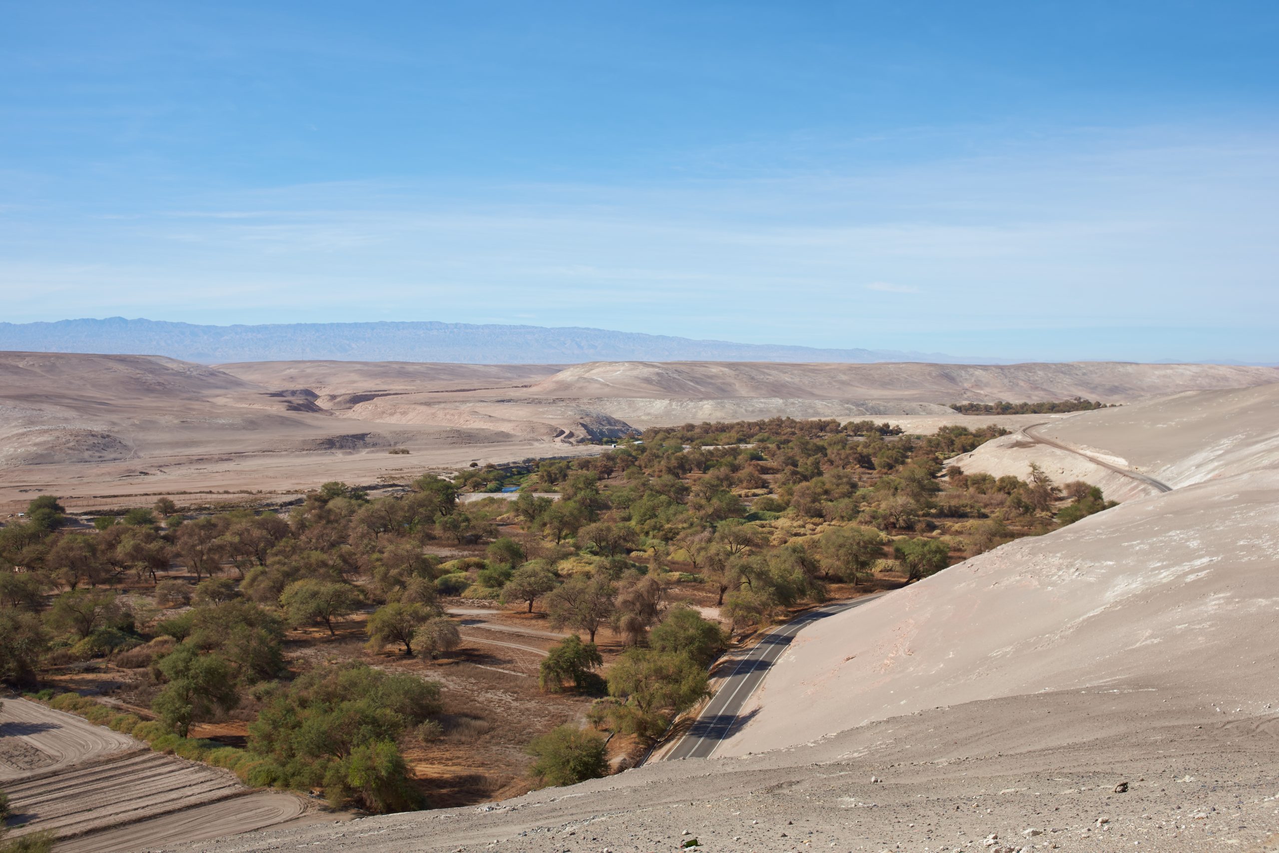 Raising Honeybees in the Atacama Desert