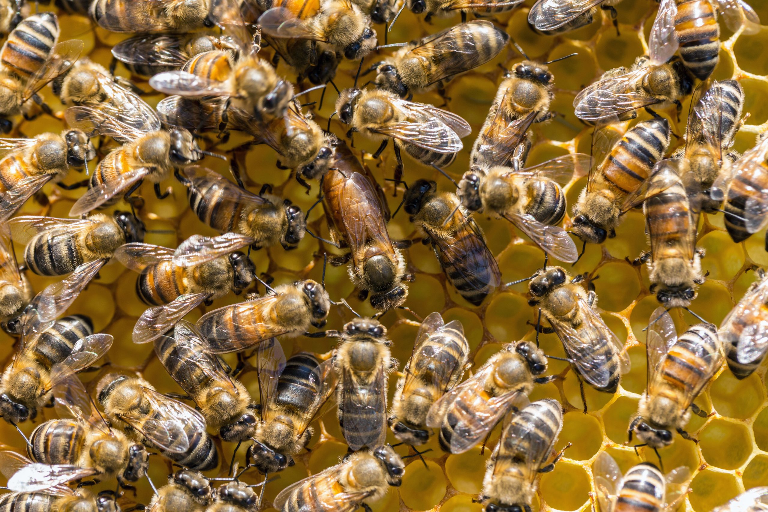 Honeybees Inside the Hive