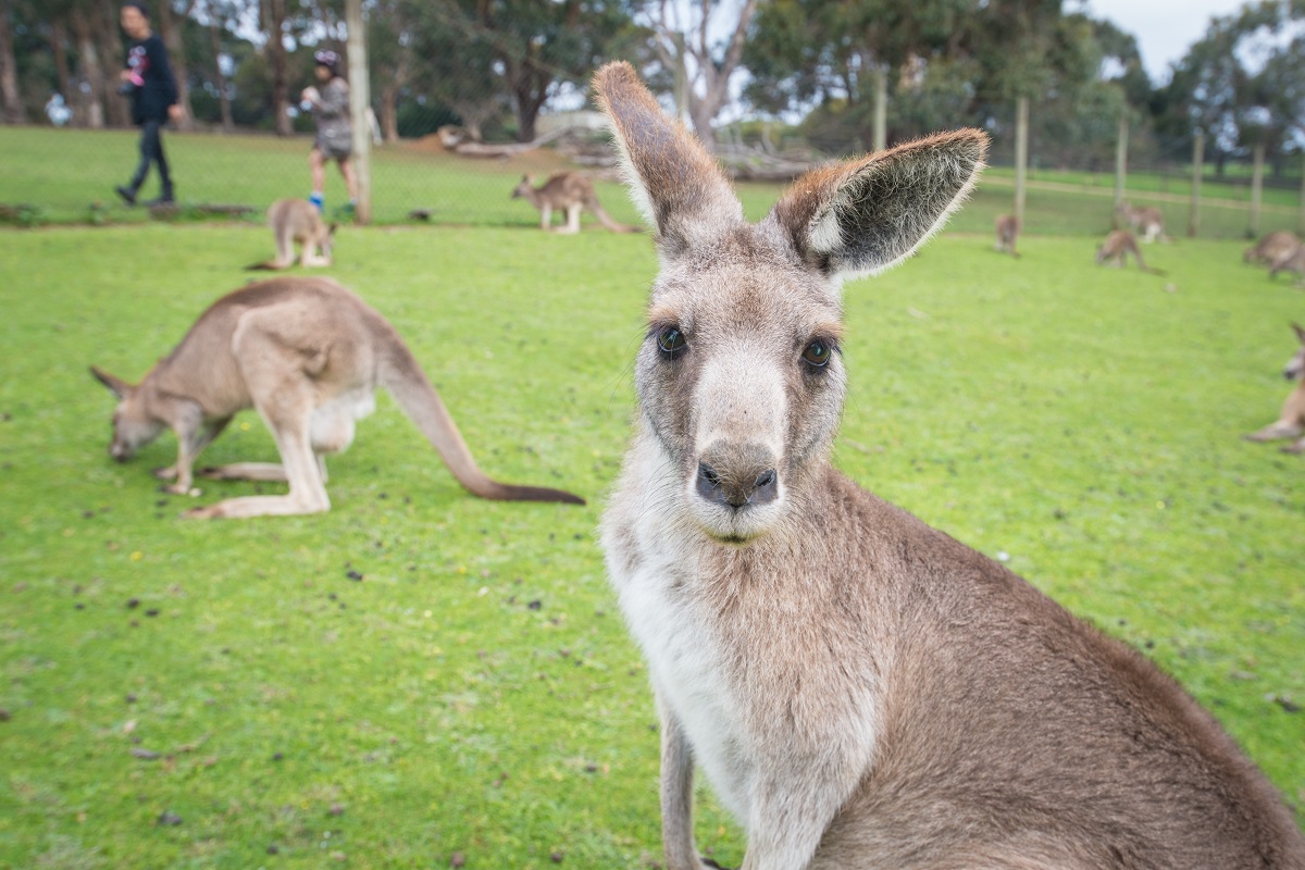 Baby Kangaroo is Doing Something Different with Manuka Honey