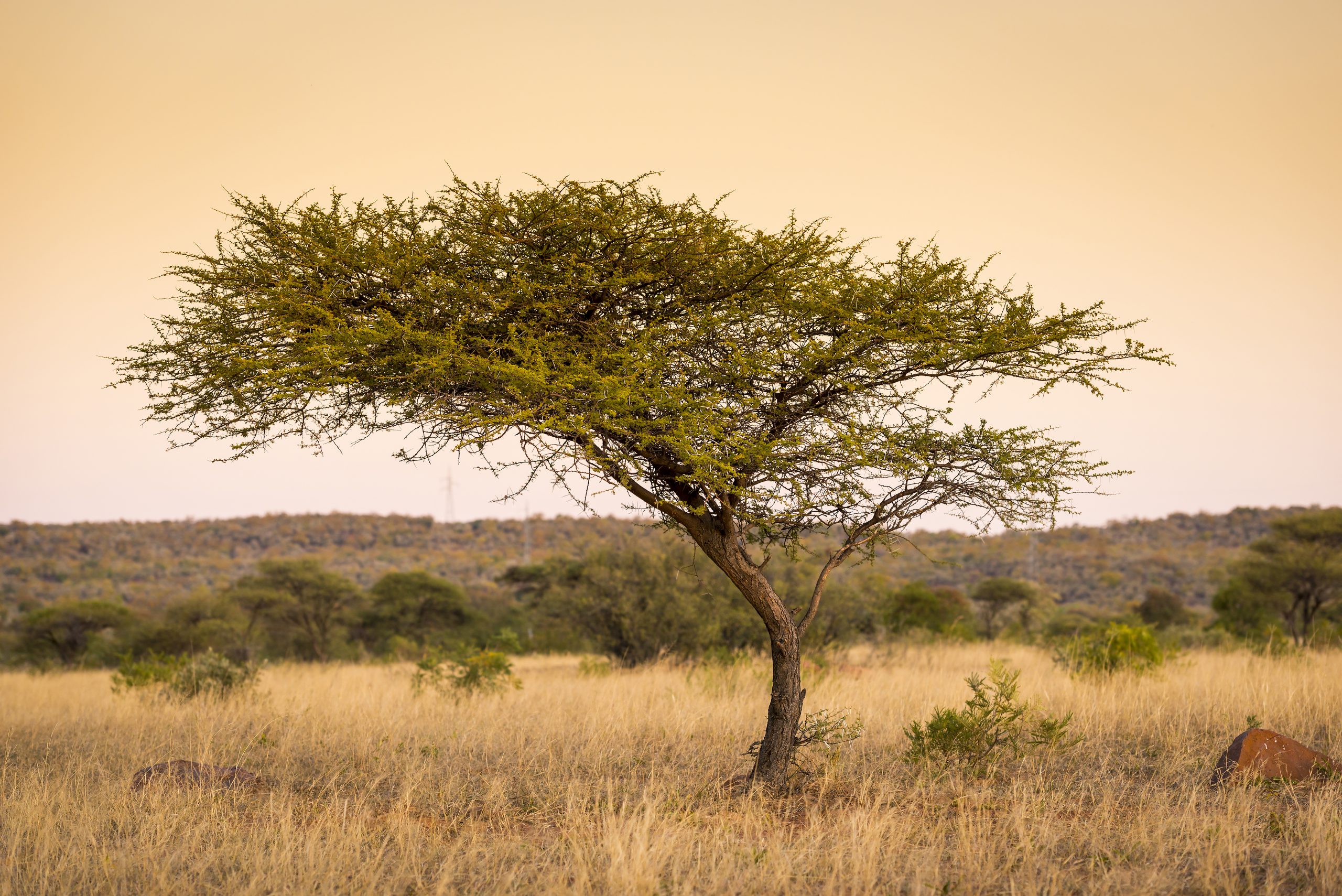 Kenyan Honey Protects Trees and Saves Forests