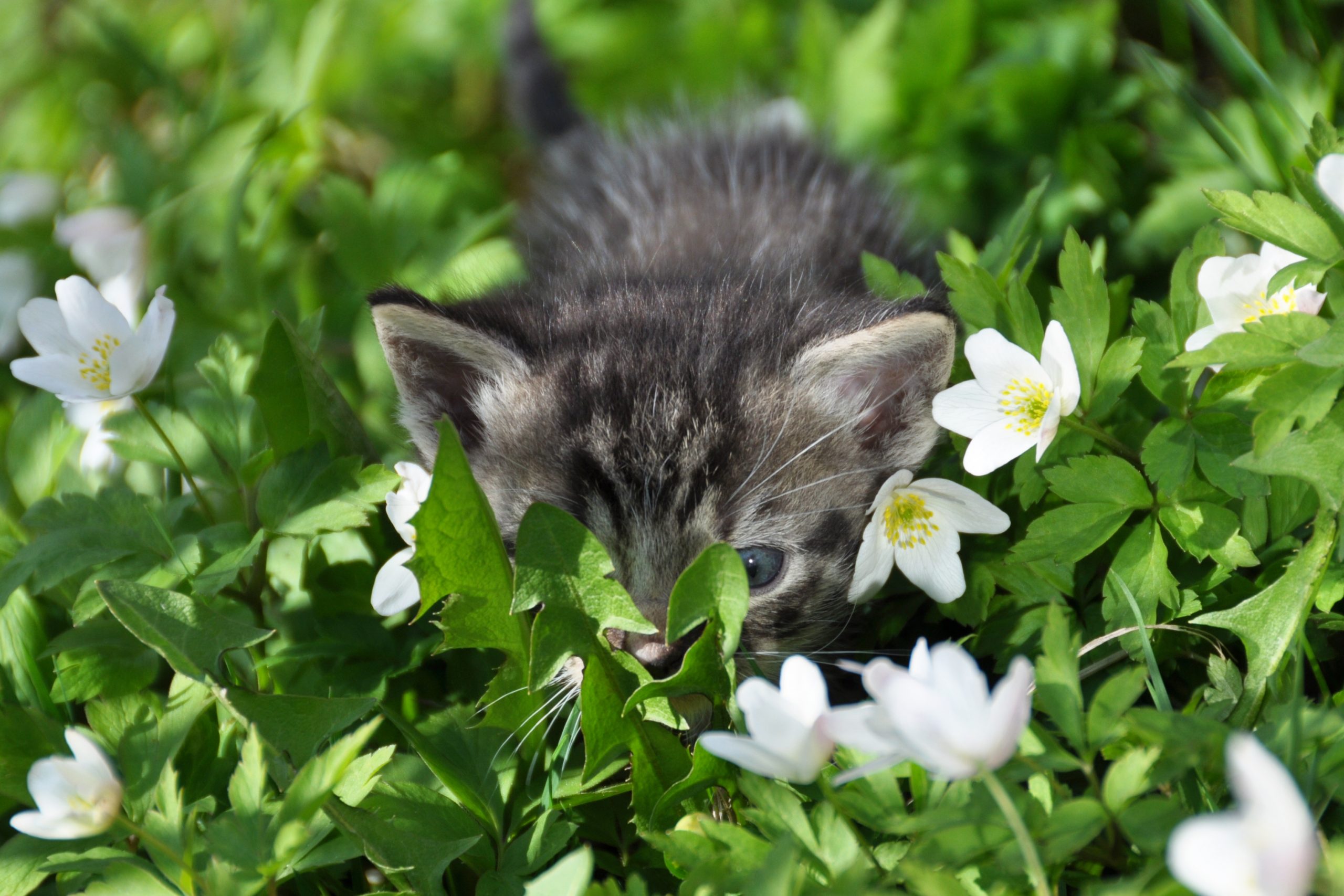 Welsh Kitten Tries Manuka Honey After Car Engine Ride