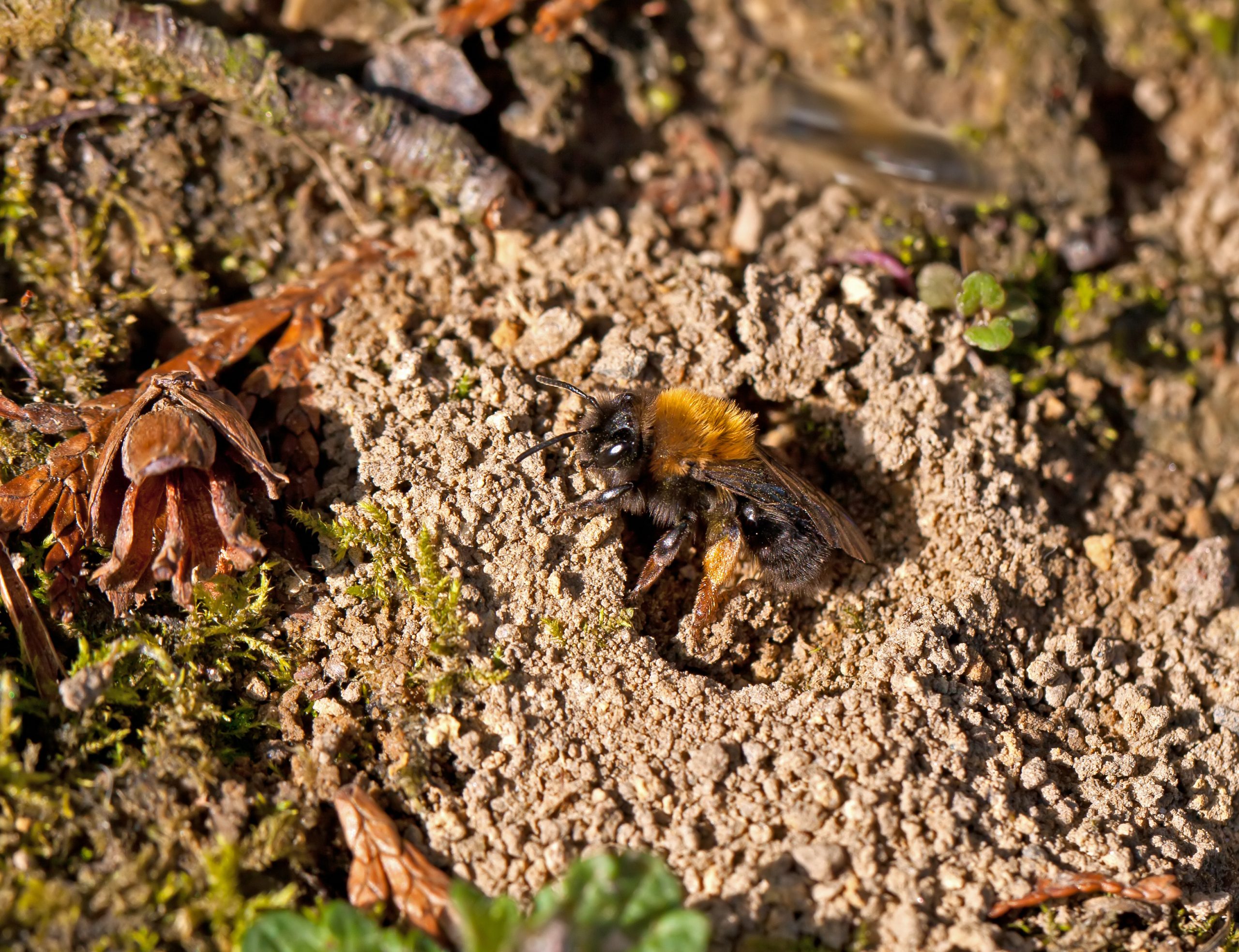 Found a Large Anthill? Could be a Ground Bee’s Nest!